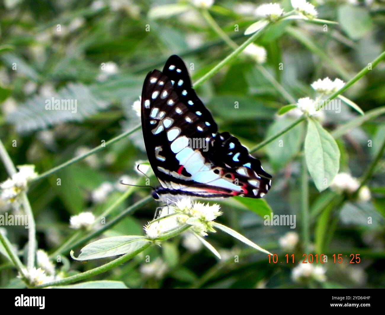 Ghiandaia comune (Graphium Doson) Foto Stock