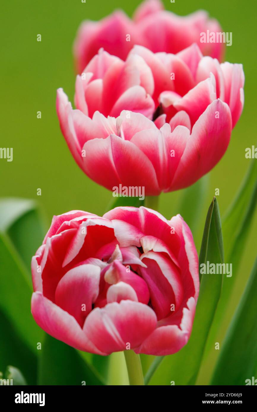 Primavera nel muensterland tedesco Foto Stock