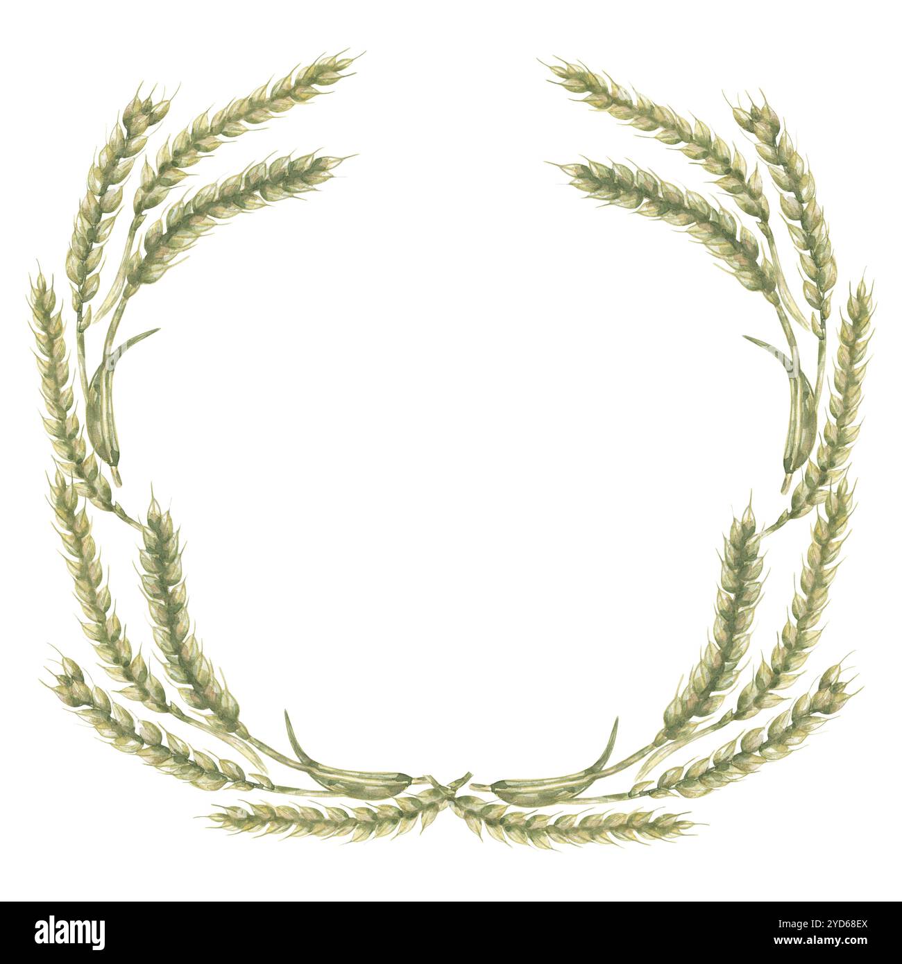 Ramo di grano botanico disegnato a mano ad acquerello con illustrazione della corona di grano, fenditura verde grafica del telaio del grano Foto Stock