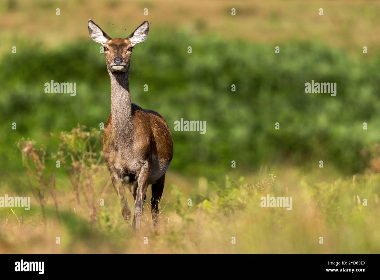 Cervo rosso, Cervus elaphus, in piedi in aperta campagna. Bradgate Park, Leicestershire, Inghilterra. Foto Stock