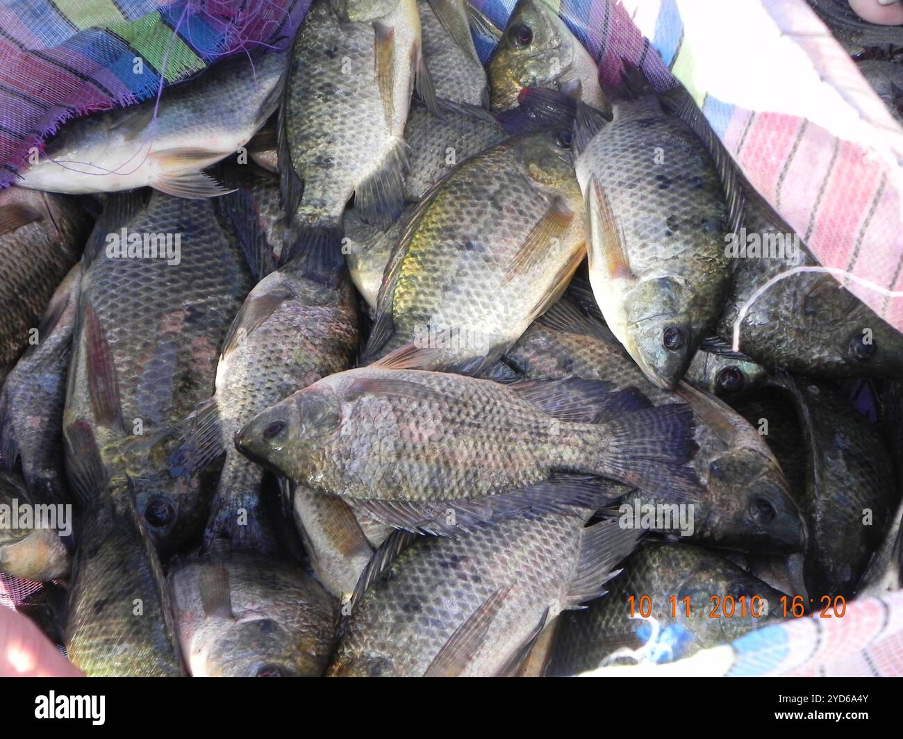 Java Tilapia Oreochromis mossambicus immagini e fotografie stock ad alta risoluzione ...