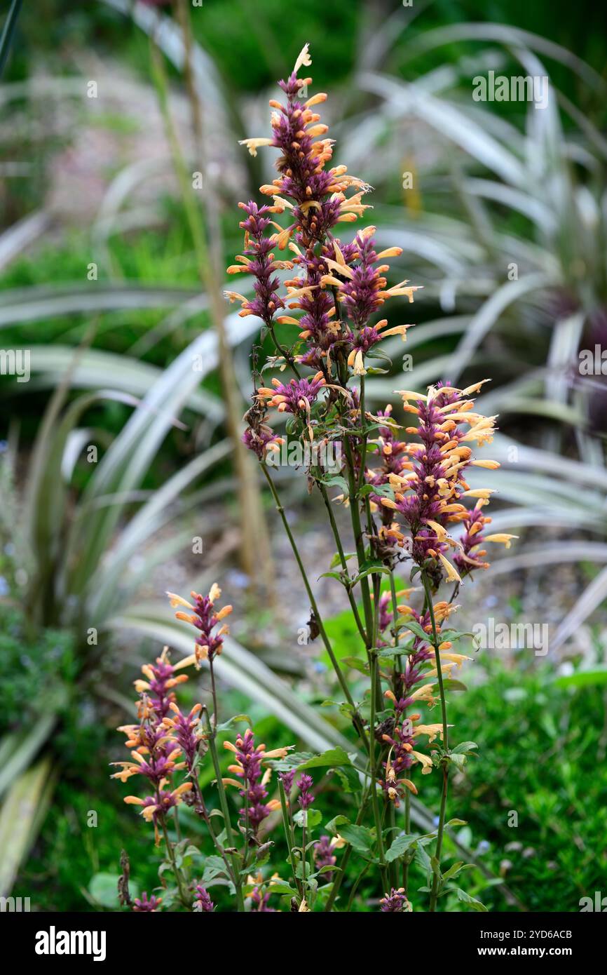 agastache peachie keen, albicocche pesca fiori viola, fiori di pesca albicocca con calici rosa viola complementari, agastache al bordo, bordi, pe Foto Stock