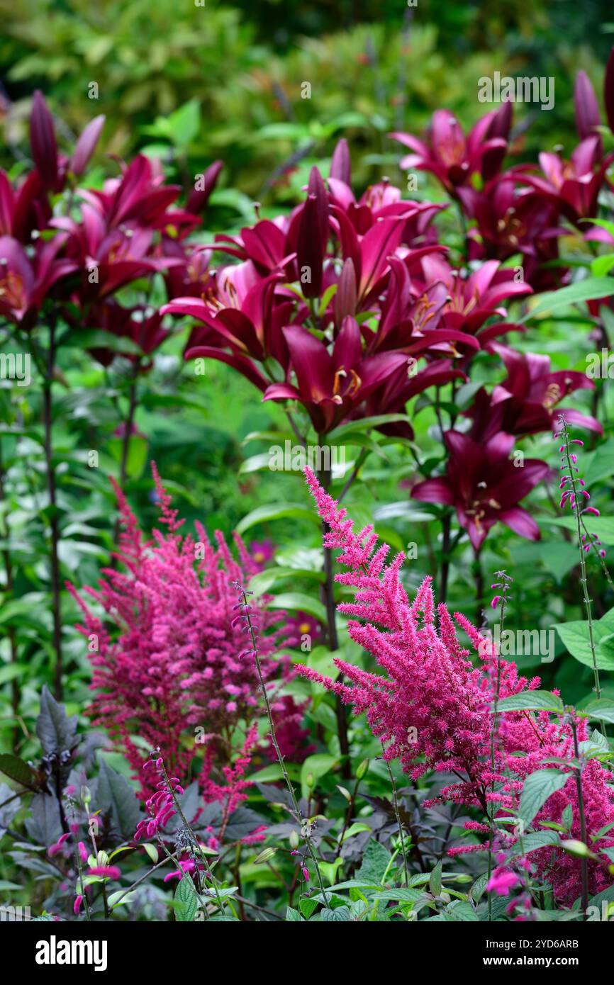 Astilbe chinensis var taquetii Purpurlanz,lilium marengo,astilbe e giglio,astilbes e gigli,fiori rosa viola,bordo rosa viola,giardino,giardini,RM Foto Stock