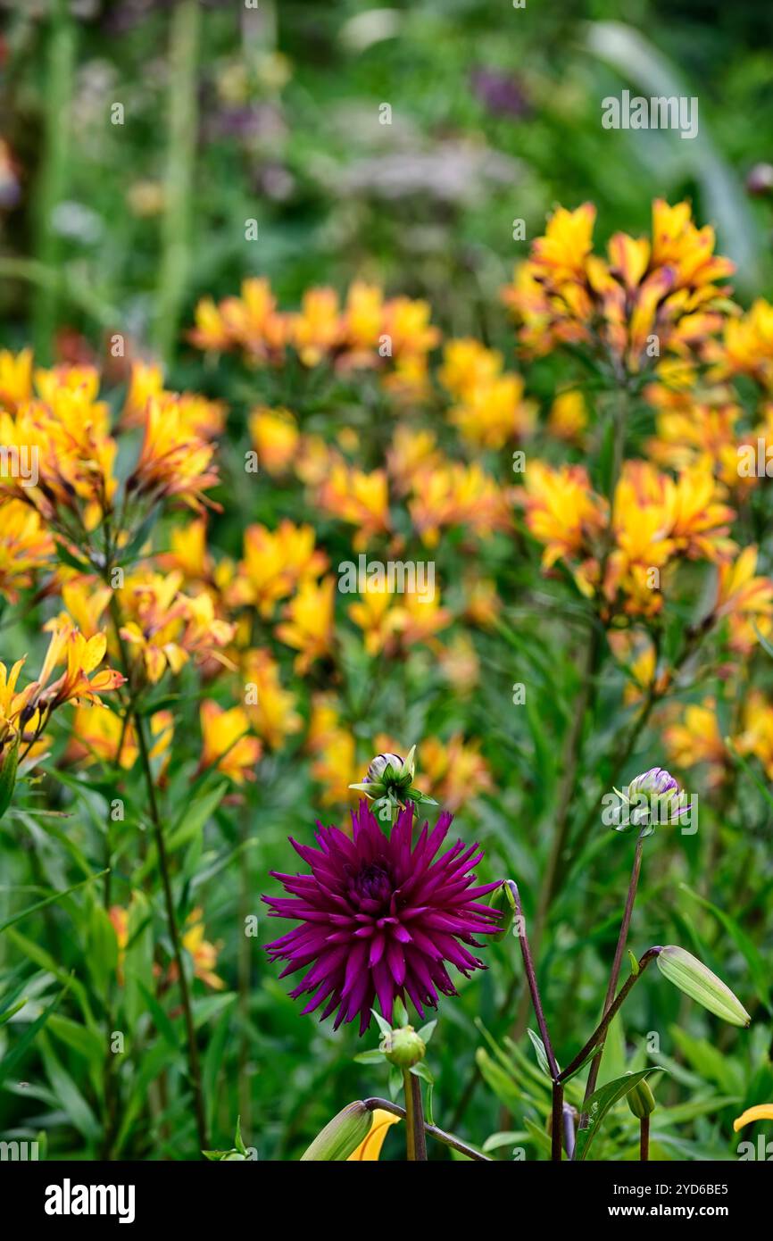 Ambizione dahlia, cactus viola dahlia, fiore viola, fiore viola dahlia, Alstroemeria violacea amicizia gialla, dahlia e alstroemeria, viola e yel Foto Stock