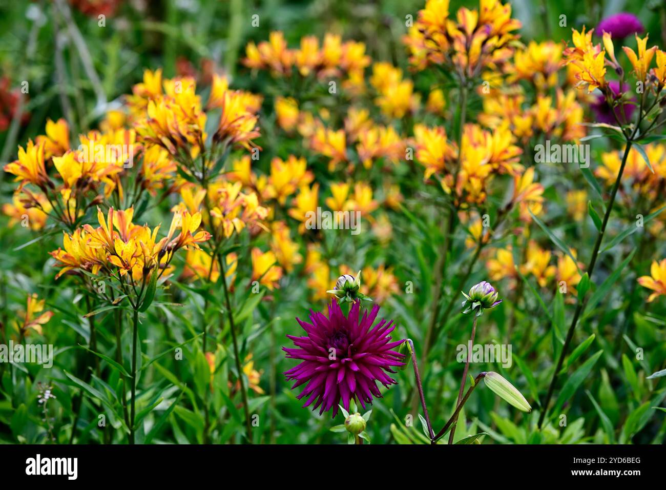Ambizione dahlia, cactus viola dahlia, fiore viola, fiore viola dahlia, Alstroemeria violacea amicizia gialla, dahlia e alstroemeria, viola e yel Foto Stock