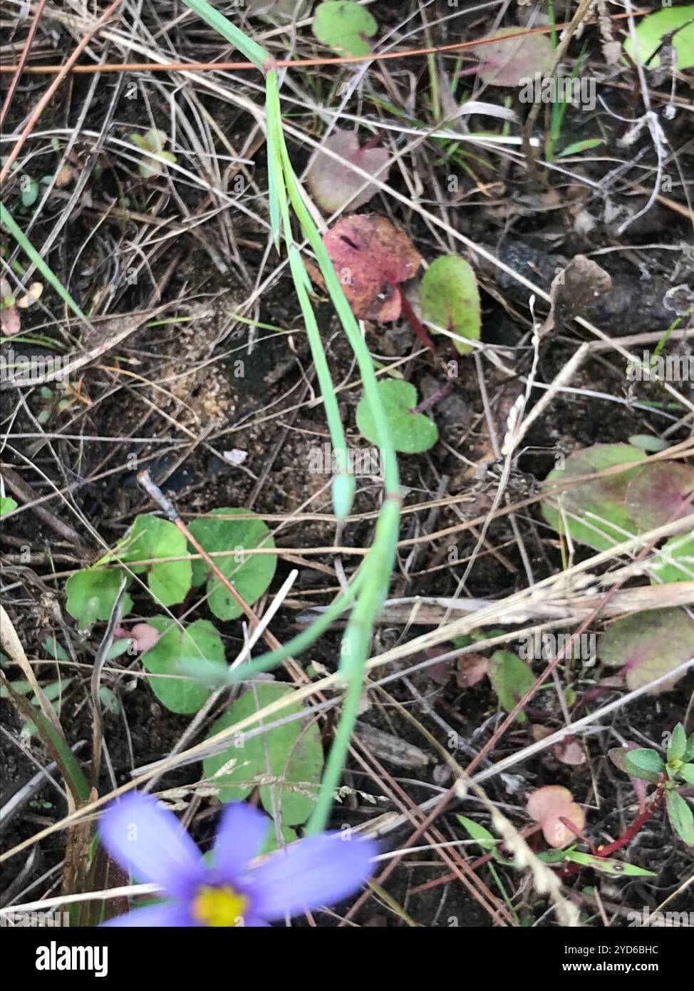 Erba dagli occhi azzurri (Sisyrinchium angustifolium) Foto Stock