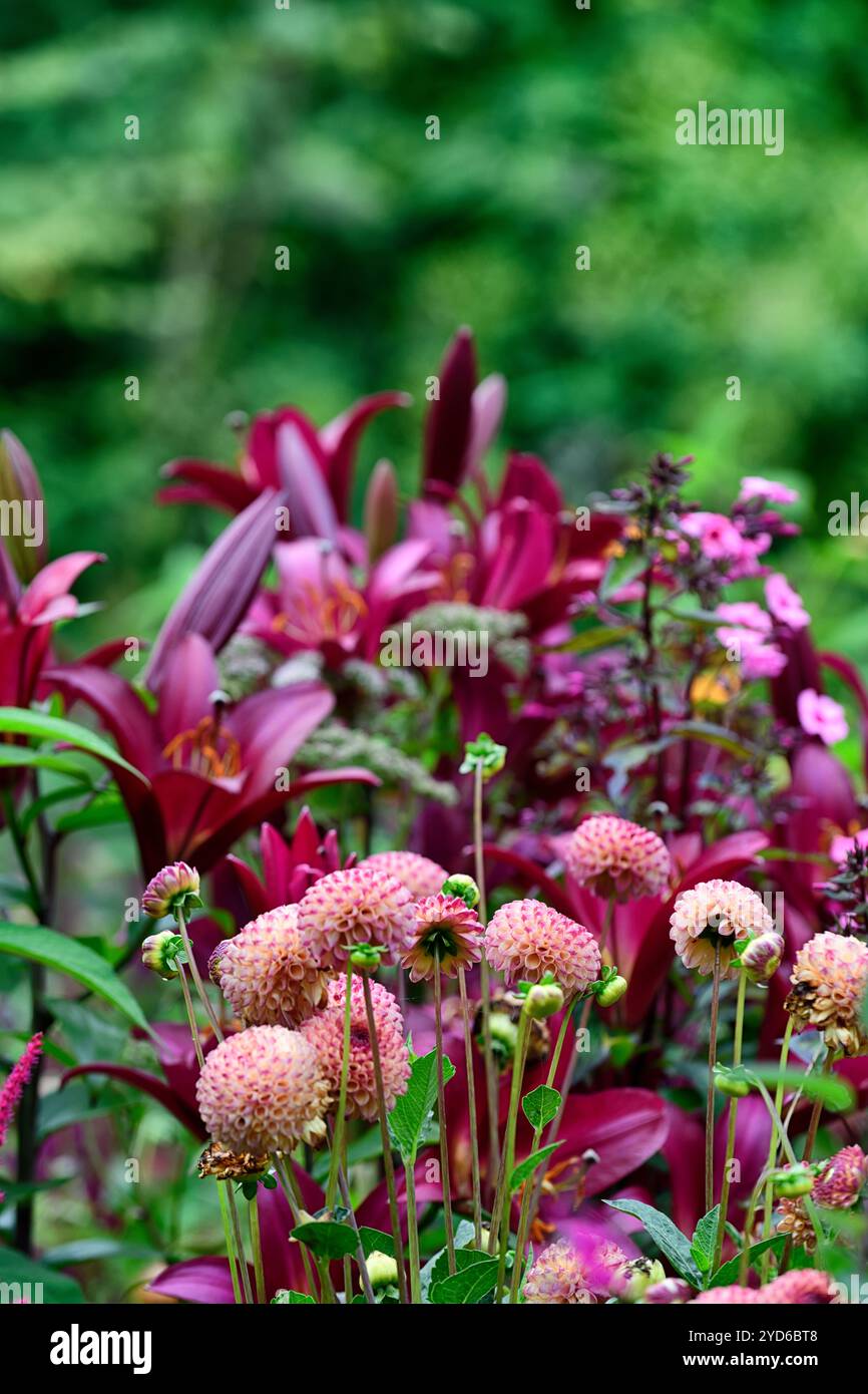 Dahlia Burlesca,lilium Red Desire,dahlia e giglio,dahlias e gigli,dahlias,palla dahlia,arancio,corallo,rosa corallo,fiore,fiori,fioritura,perenne,pe Foto Stock