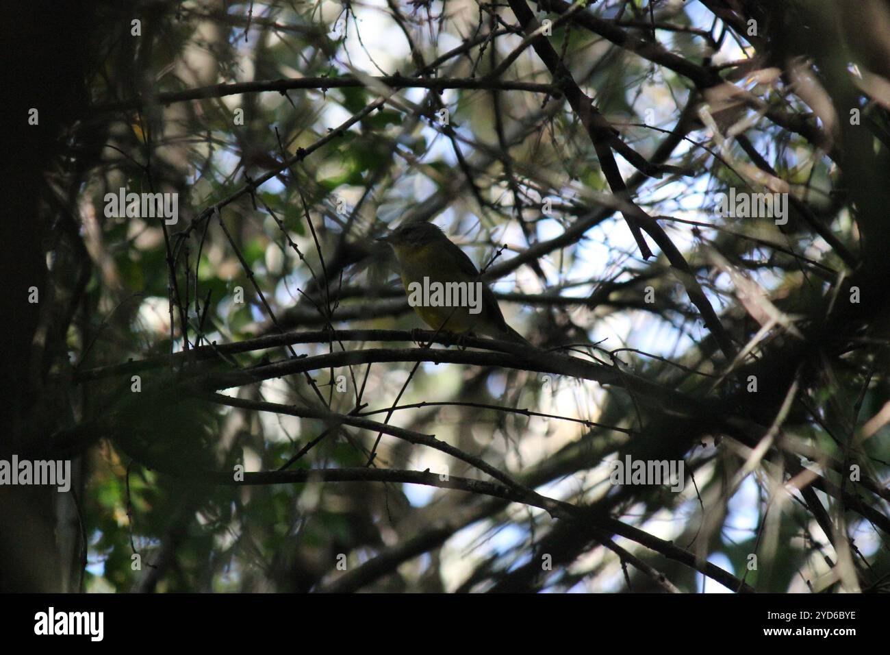 Warbler coronato d'oro (Basileuterus culicivorus) Foto Stock