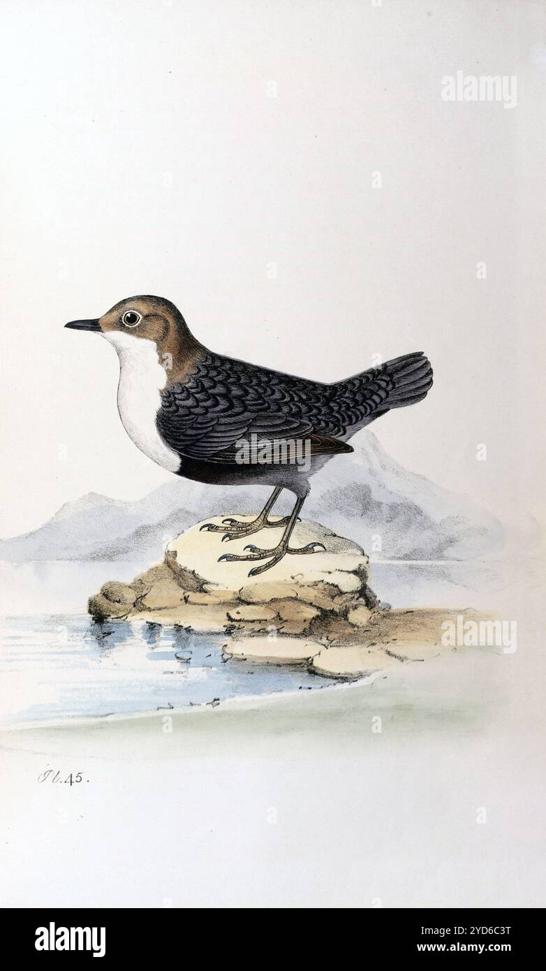 Penetratore. Piastra 45. Gli uccelli britannici di Meyer 1842. Foto Stock