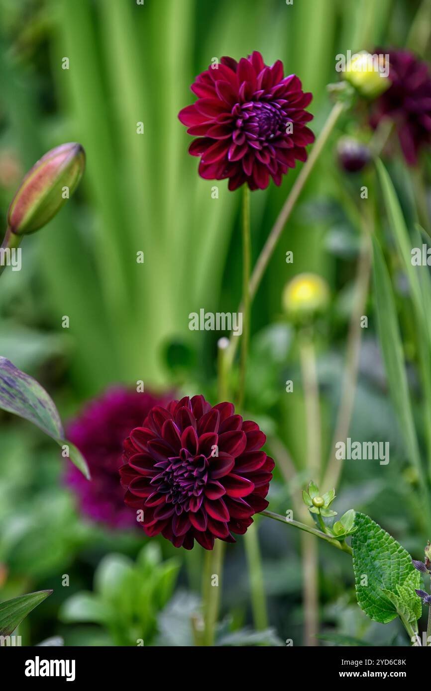 Dahlia la Recoleta, fiori doppi di rosso molto scuro, fiori doppi di dahlia di rosso molto scuro, marrone, fiori di marrone molto scuro, RM Floral Foto Stock