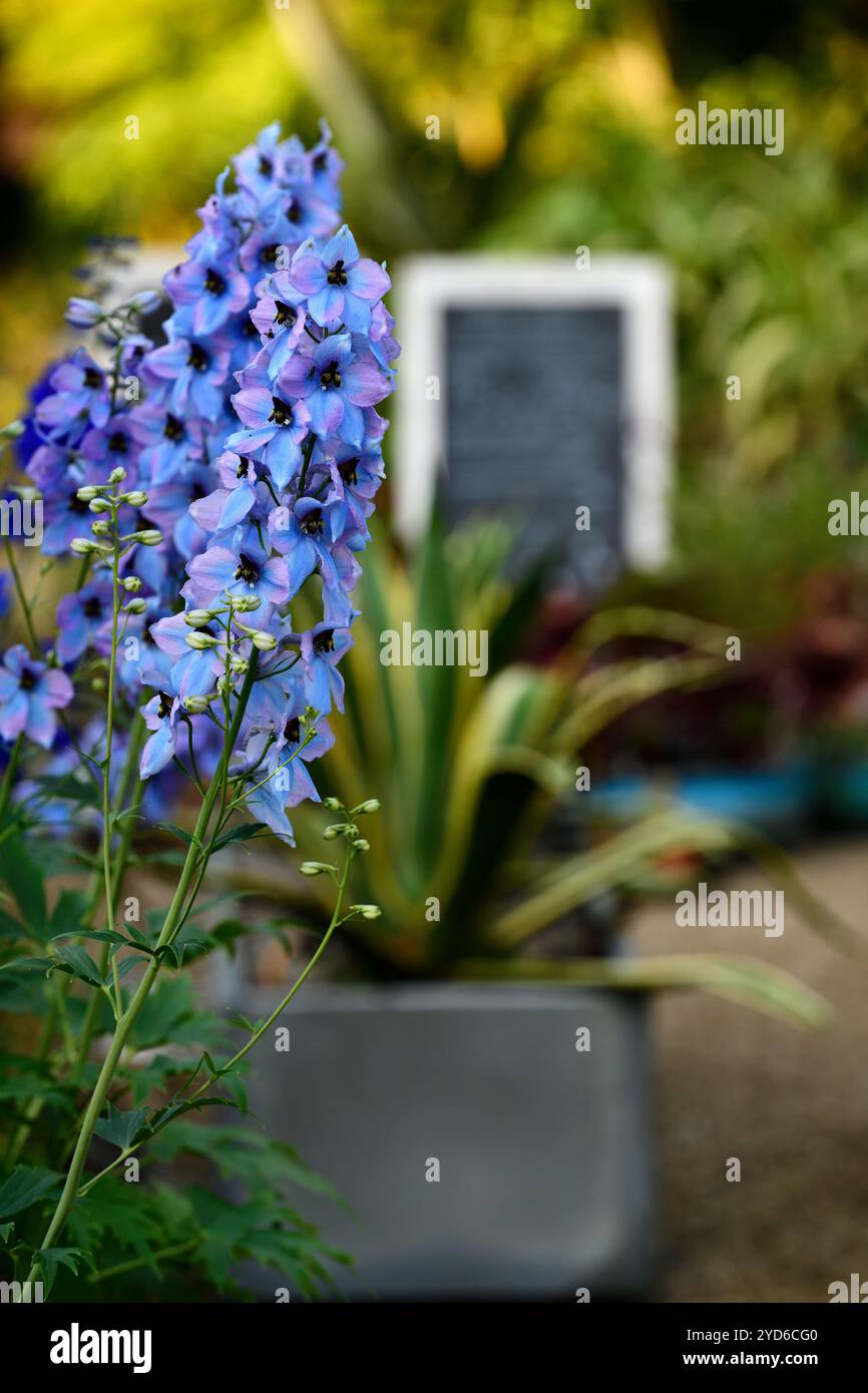 Delphinium morgentau, grande delfinio fiorito, fiori azzurri, fiori blu con bagliore rosa chiaro e occhio nero, delfinio fiorito, RM Floral Foto Stock