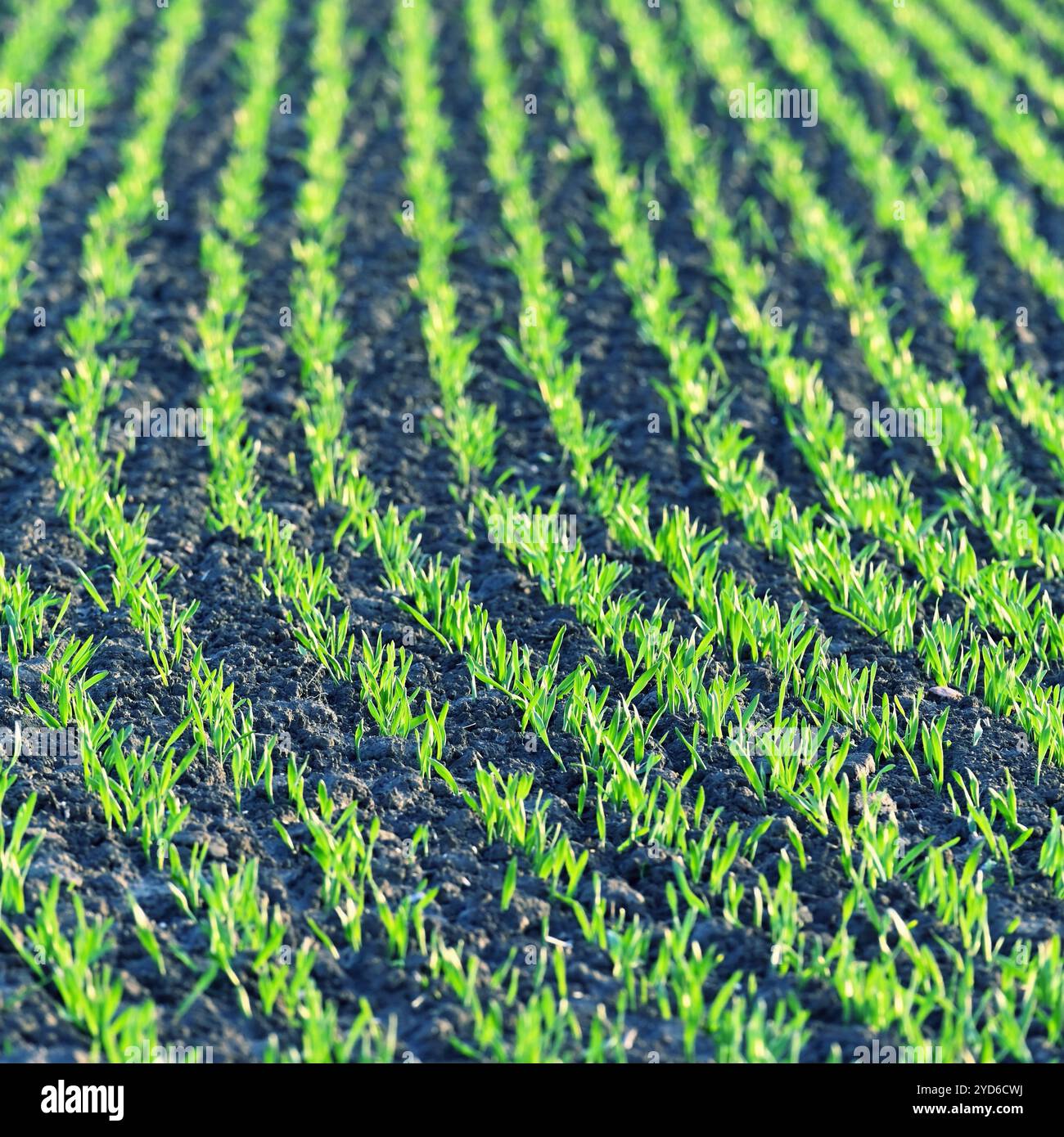 Bellissimo campo verde al tramonto. Primavera nella natura. Piante giovani e piccole nel terreno che iniziano a crescere. Concetto per Agricul Foto Stock