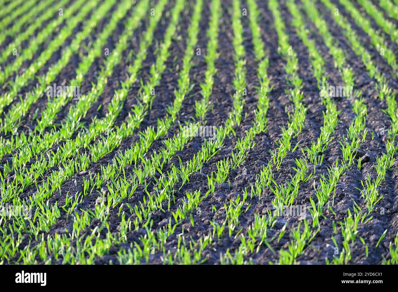 Bellissimo campo verde al tramonto. Primavera nella natura. Piante giovani e piccole nel terreno che iniziano a crescere. Concetto per Agricul Foto Stock