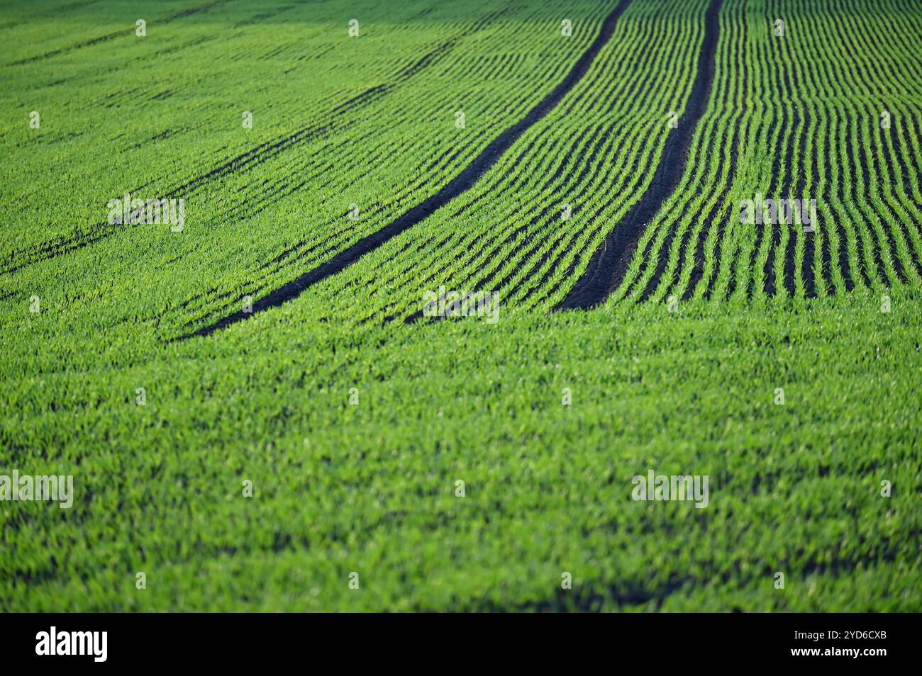 Bellissimo campo verde al tramonto. Primavera nella natura. Piante giovani e piccole nel terreno che iniziano a crescere. Concetto per Agricul Foto Stock