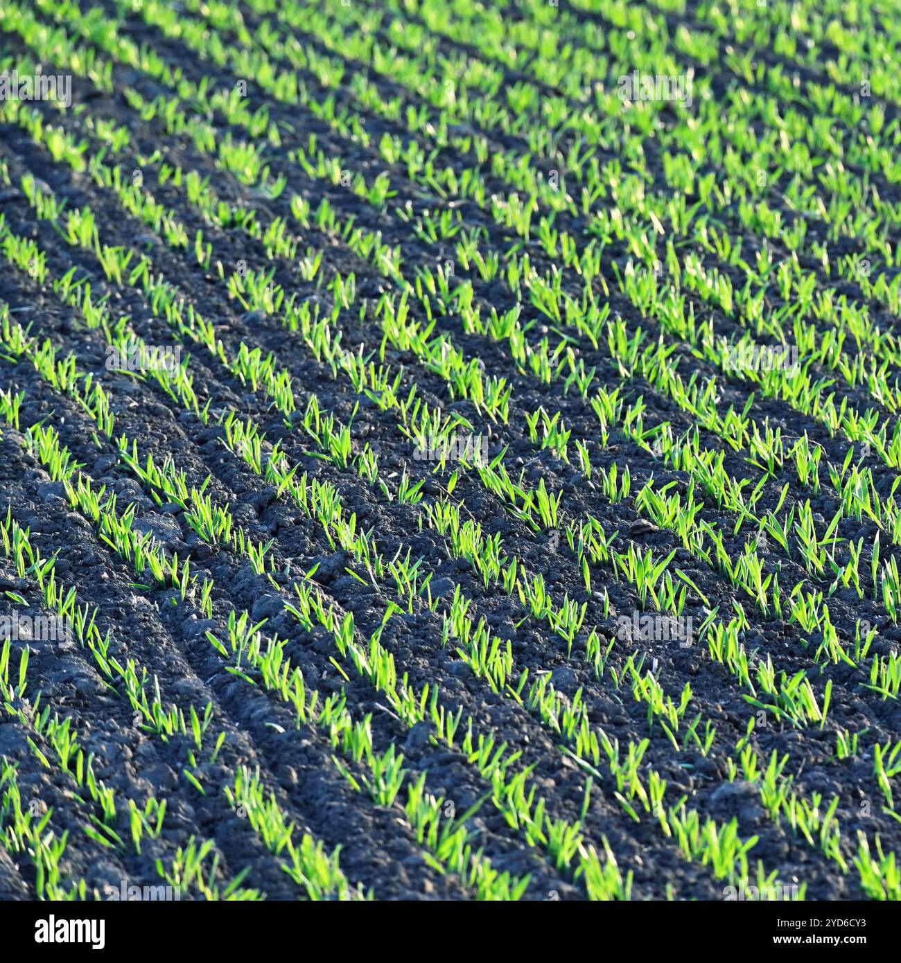 Bellissimo campo verde al tramonto. Primavera nella natura. Piante giovani e piccole nel terreno che iniziano a crescere. Concetto per Agricul Foto Stock