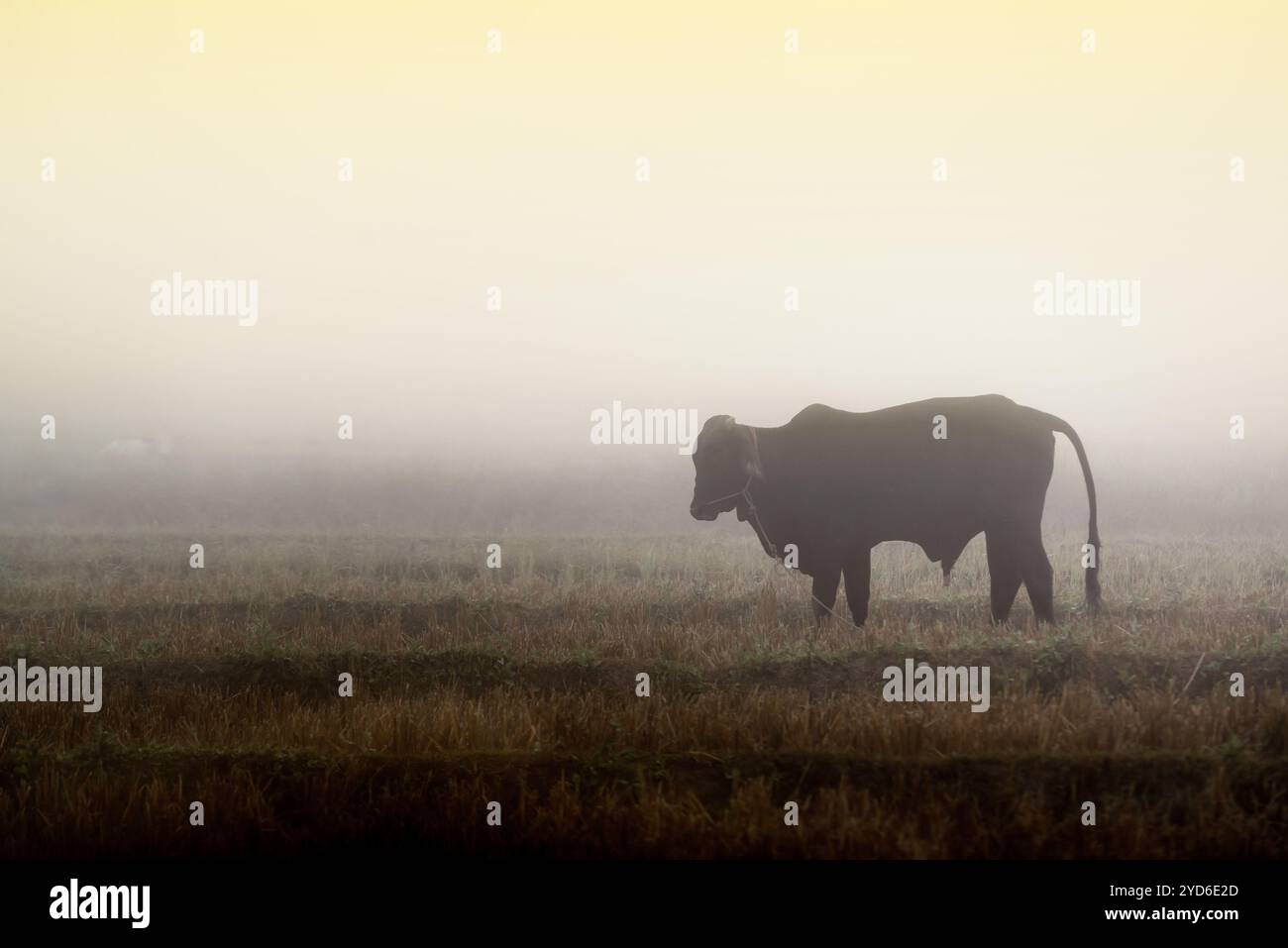 Bull nella campagna nebbia sul campo alla luce del sole mattutino Foto Stock Bull nella campagna nebbia sul campo alla luce del sole mattutino Foto Stock