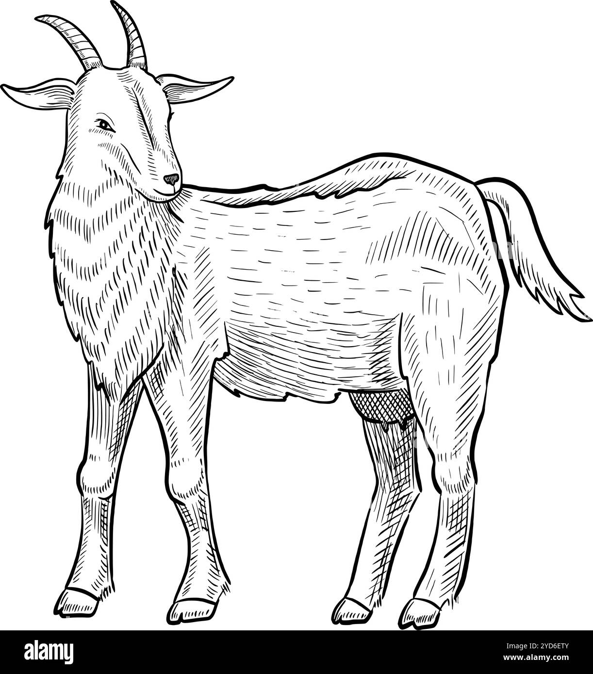 Illustrazione del vettore di capra. Disegno di animali da allevamento dipinto da inchiostri neri in stile contorno. Line art per prodotti lattiero-caseari. Schizzo lineare per la produzione di latte. Incisione monocromatica su sfondo isolato. Illustrazione Vettoriale