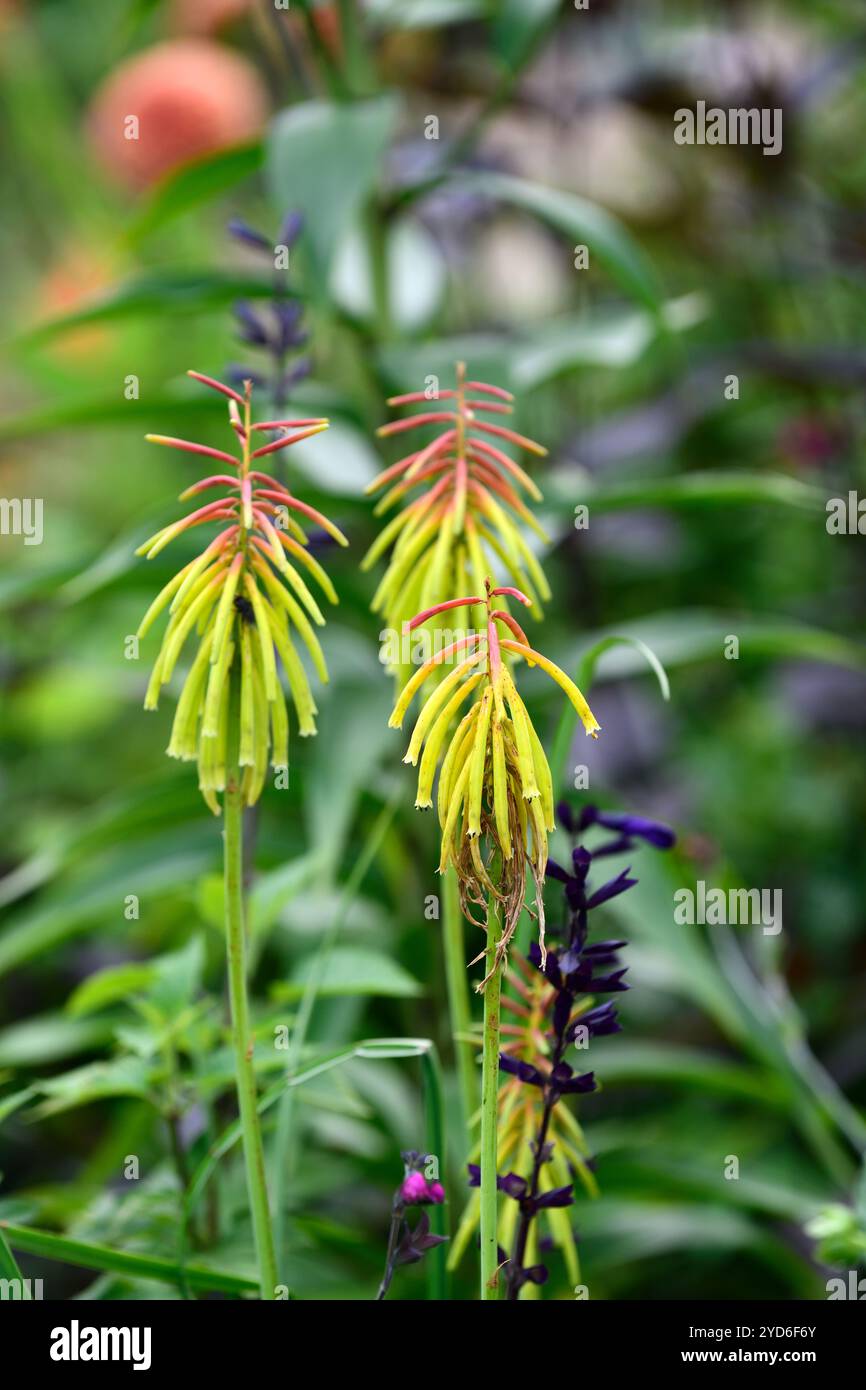 kniphofia rufa,red hot poker mango rufa,verdastro-giallo arancio fiori,verde-giallo arancio fiori,fiore,fiori,picchi,picchi,fiori,RM Floreale Foto Stock