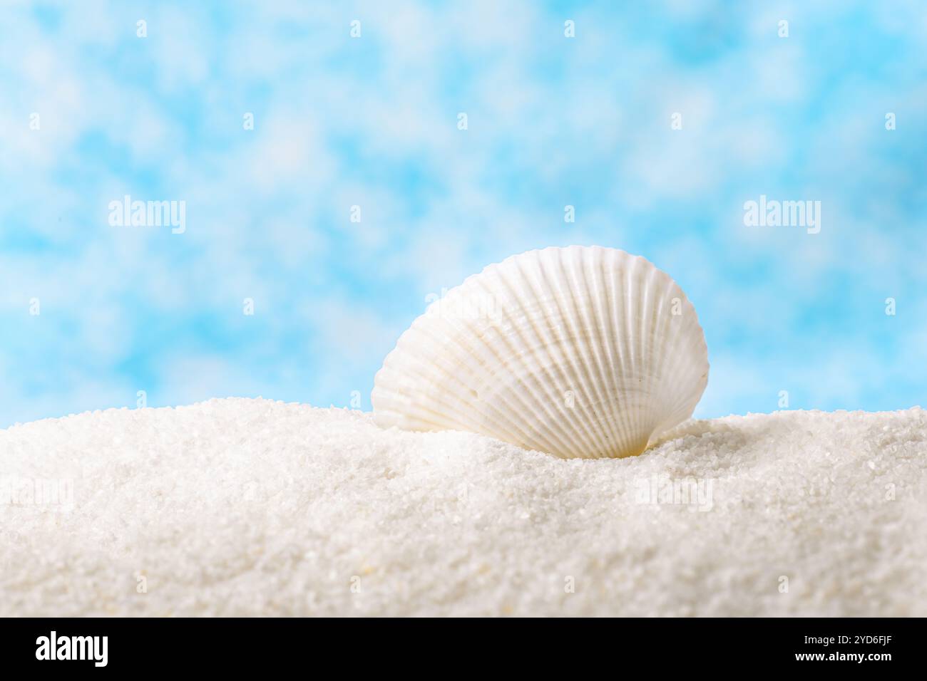 Grande e bellissima conchiglia di mare con sfondo bokeh astratto di sabbia bianca Foto Stock