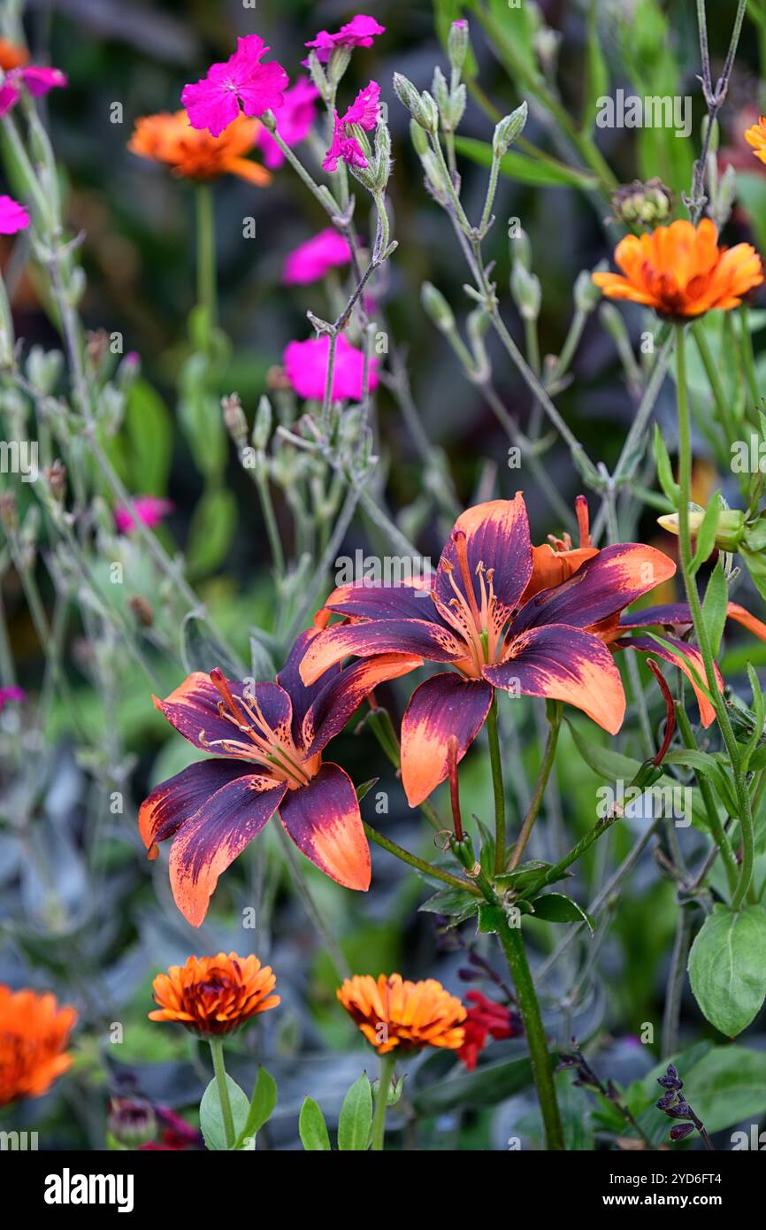 lilium Forever susan, principe indiano di Calendula, fiori d'arancio, fiori d'arancio, fiori in tonalità arancio, impianto di piantagione misto, RM Floral Foto Stock