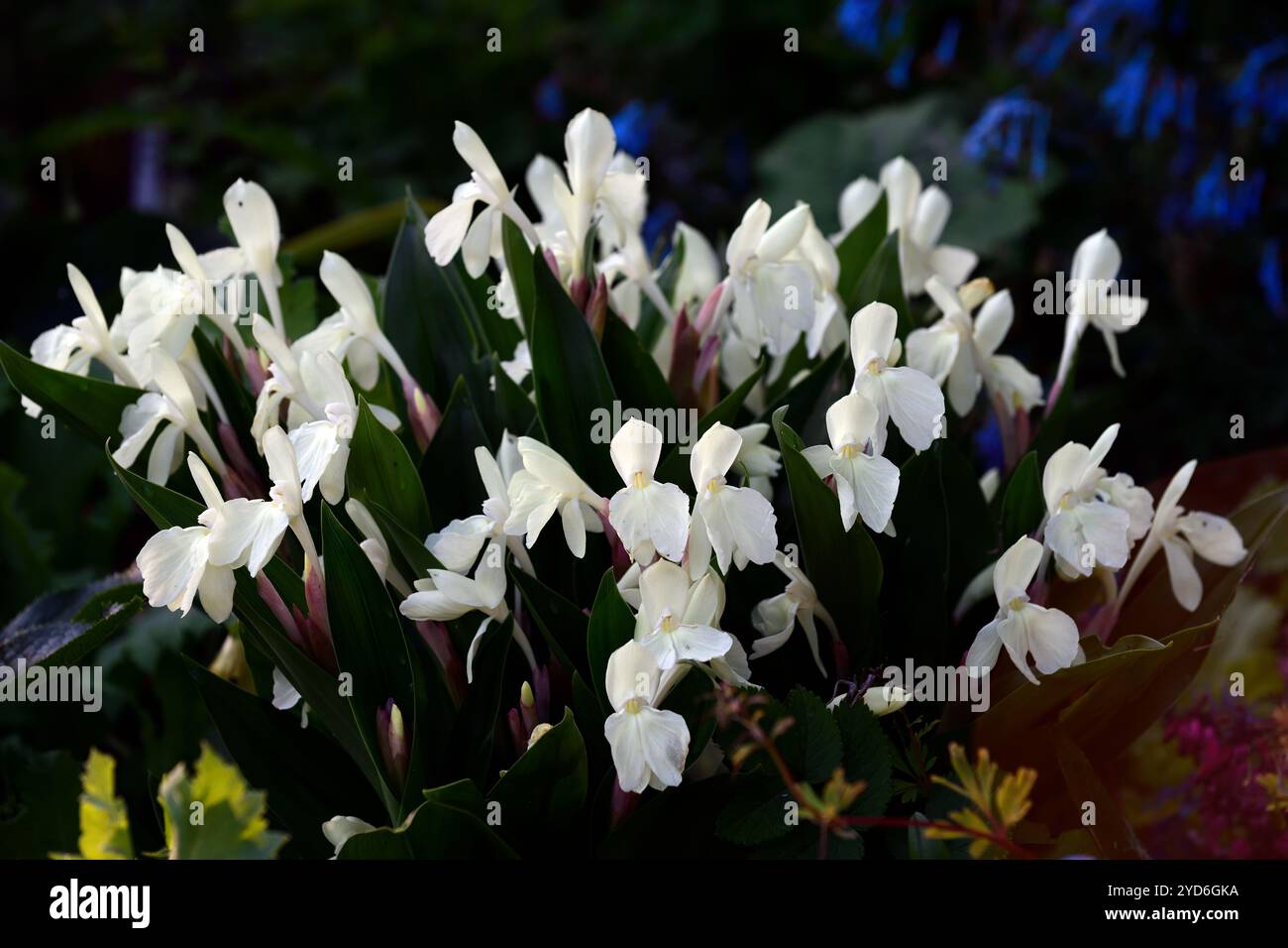 Roscoea Kew Beauty, fiori bianchi, fiori appariscenti simili ad orchidee, fioritura, RM Floral Foto Stock