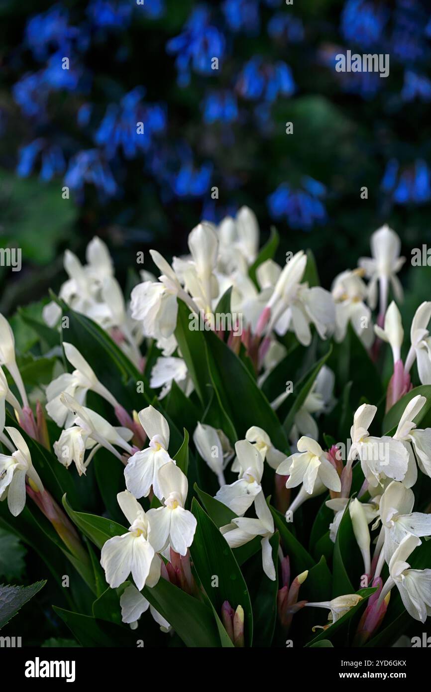 Roscoea Kew Beauty, fiori bianchi, fiori appariscenti simili ad orchidee, fioritura, RM Floral Foto Stock