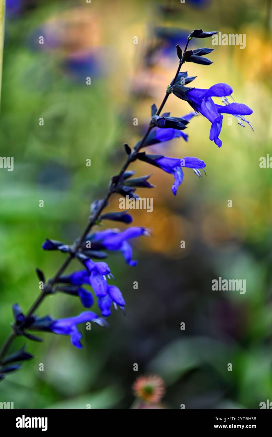 Salvia guaranitica Carines Amazing Blue, salvia profumata di anice, fiori blu vibranti, fiori blu vibrante, RM Floral Foto Stock
