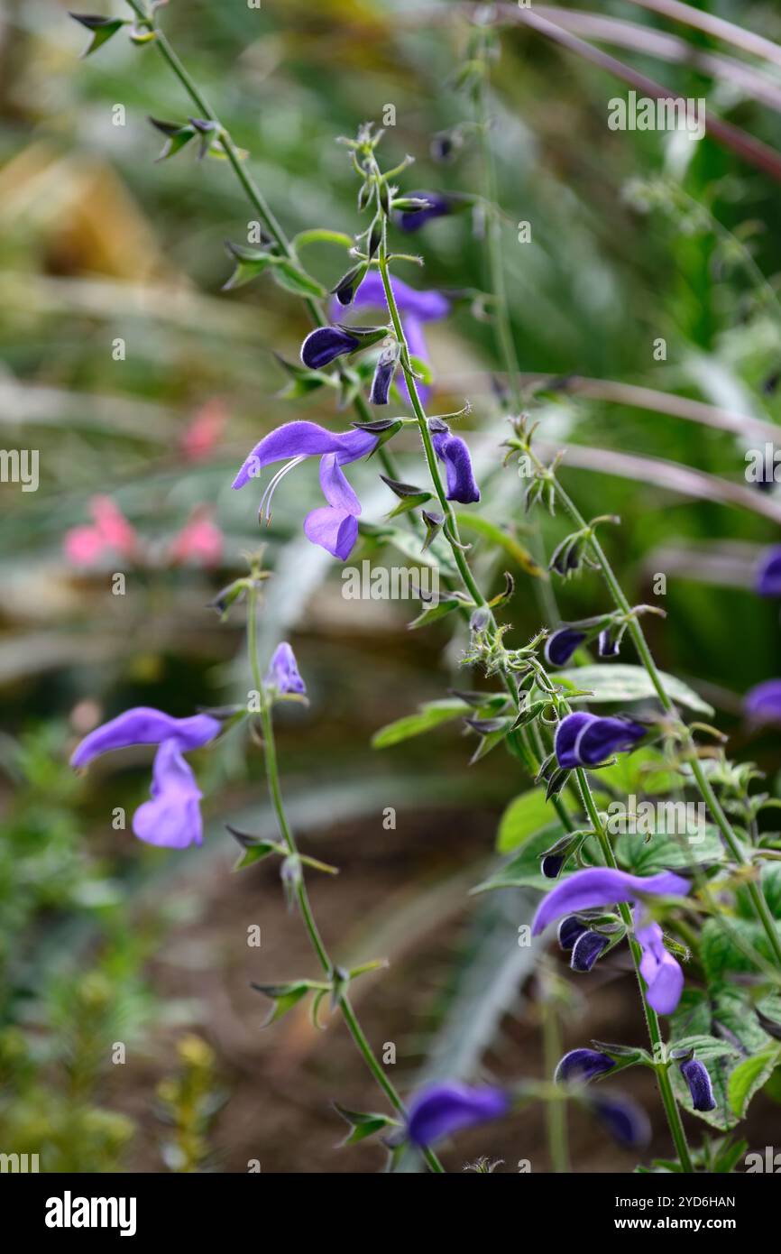 Salvia patens, salvia genziana, fiore blu, fiore blu, salvia fiorita, RM Floral Foto Stock