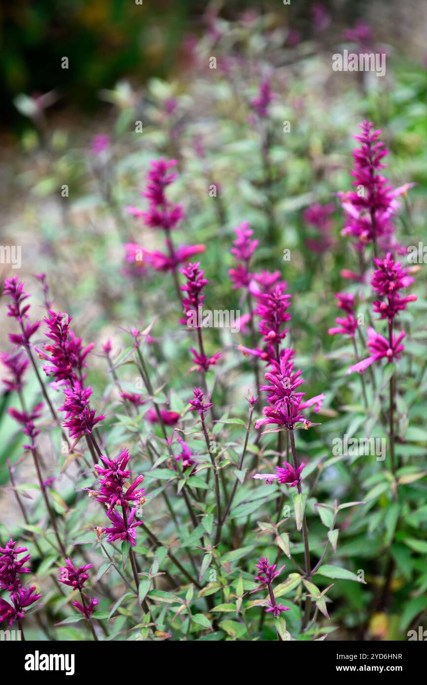 Agastache mexicana sangria, Mexican Giant Hyssop, agastache al confine, confini, piantagione perenne, fiori rosso-viola, fiori, fioritura, confine misto, RM FL Foto Stock