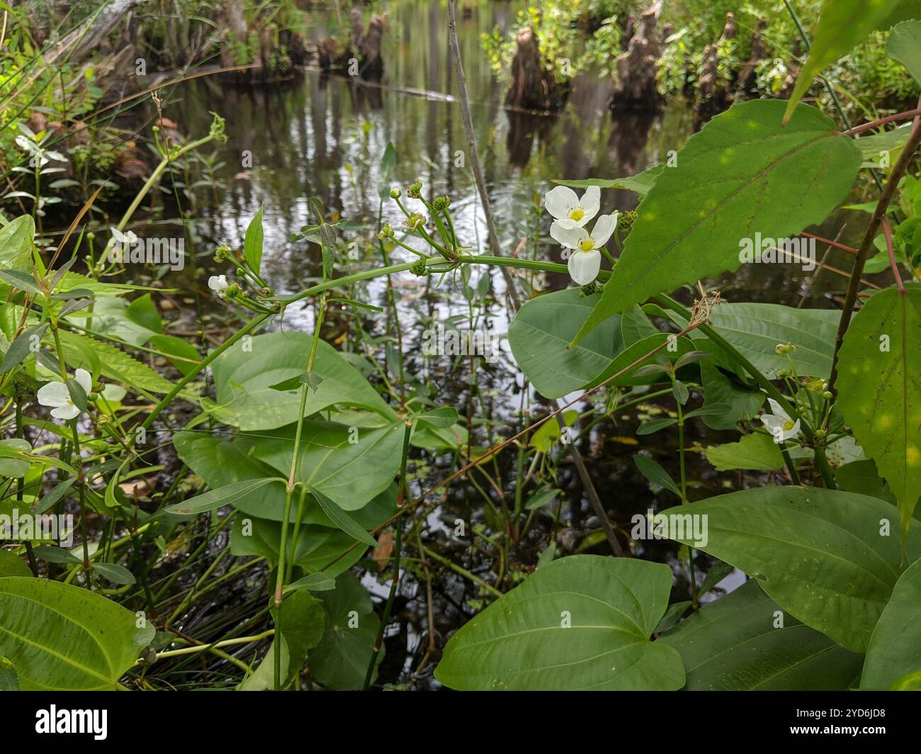 Burhead strisciante (Echinodorus cordifolius) Foto Stock