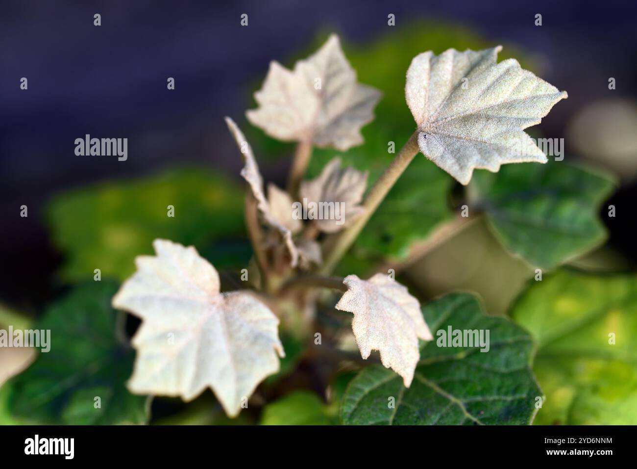 Sinopanax formosanus,foglie,fogliame,Araliad ornamentale,aralia taiwanese,fogliame ornamentale,RM floreale Foto Stock