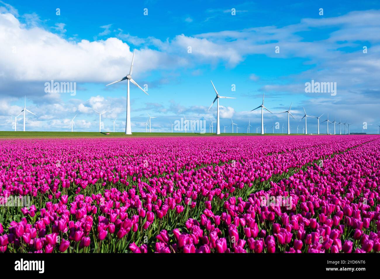 Una pittoresca scena di vibranti tulipani viola che ondeggiano nel vento, con torreggianti mulini a vento nella tranquilla campagna olandese Foto Stock
