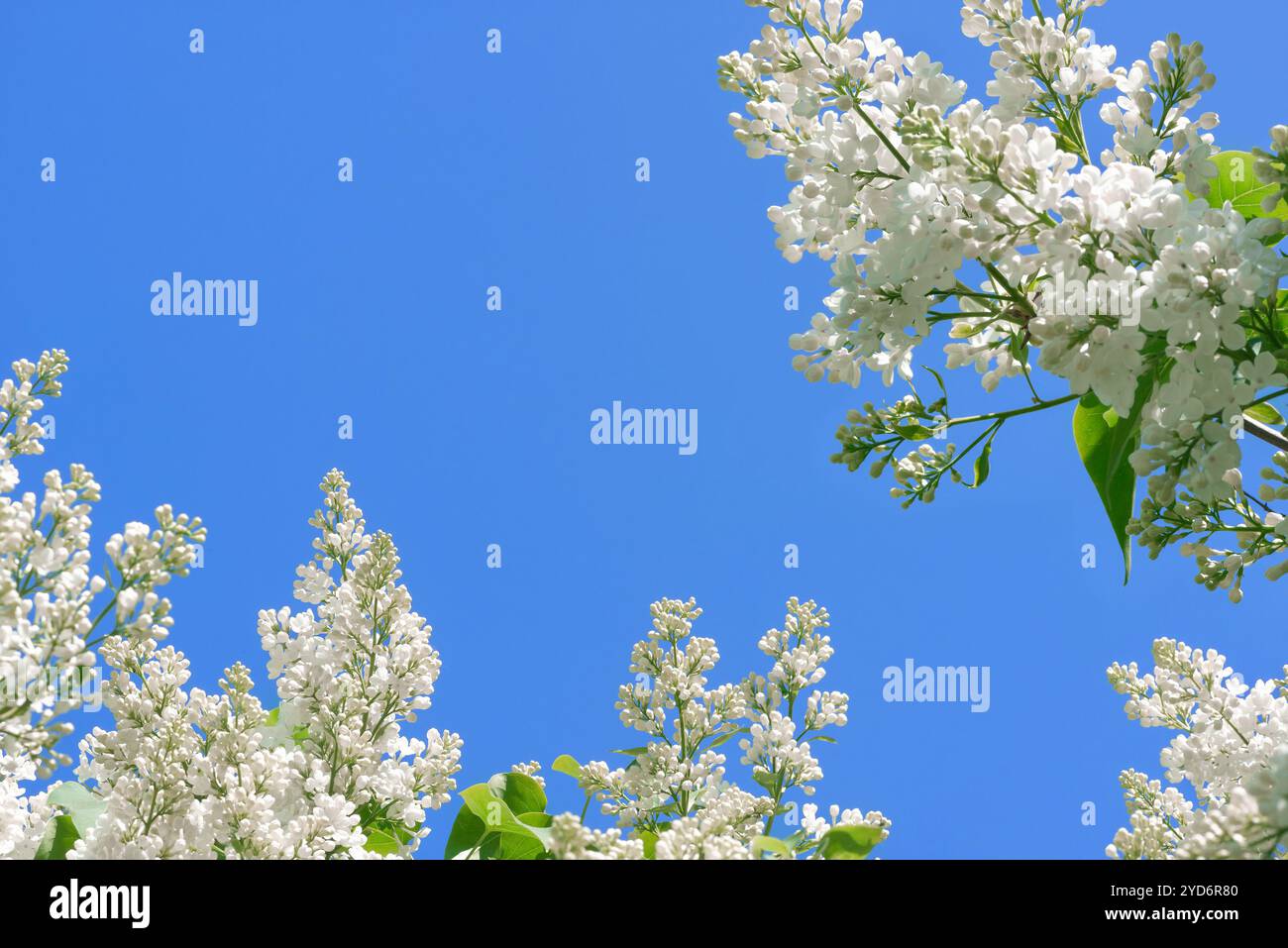 Fiore di lilla bianco primaverile sullo sfondo del cielo Foto Stock