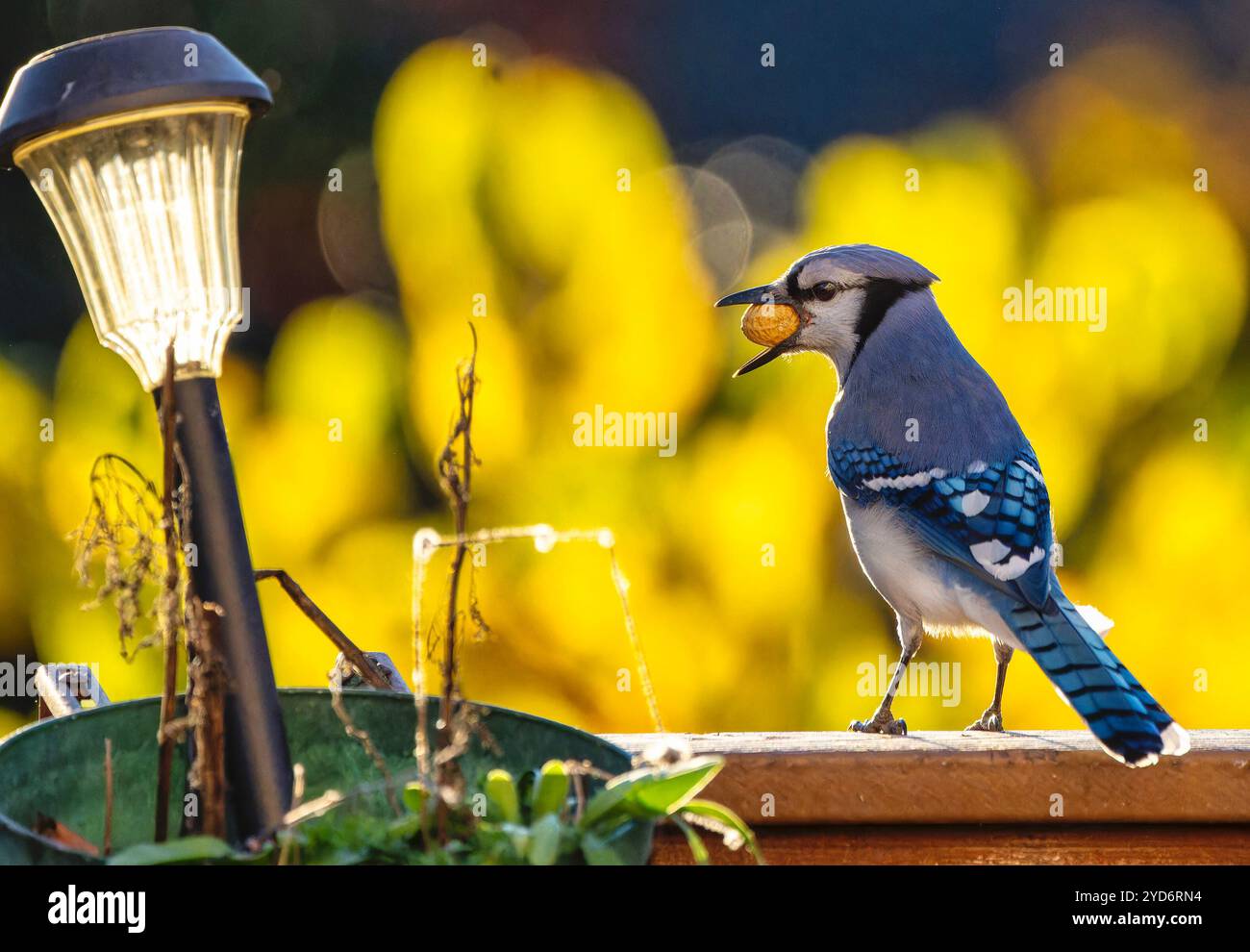 Un Bluejay con un'arachide sotto la luce d'autunno. Foto Stock