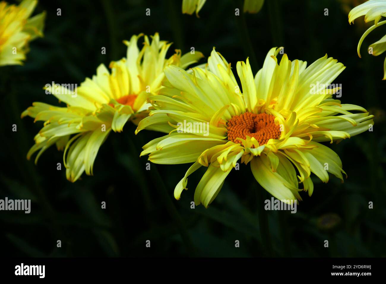 Marguerite marocchina Foto Stock