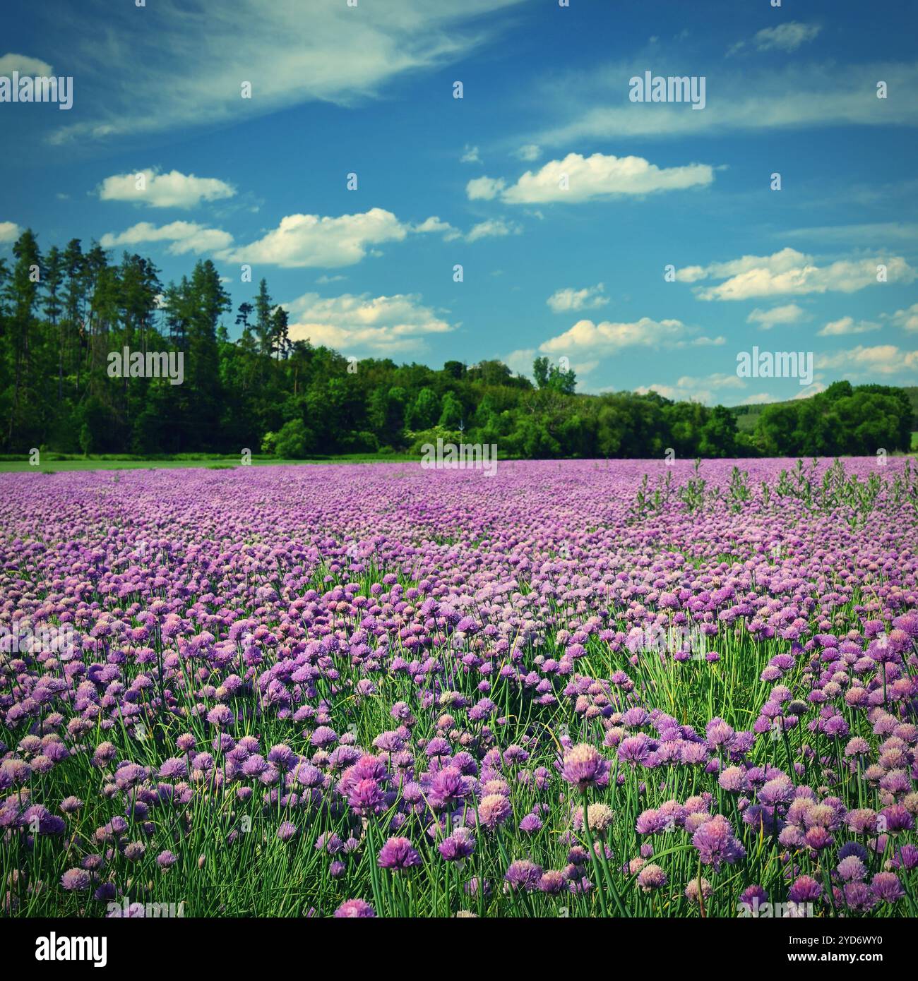 Paesaggio con fiori di erba cipollina viola. Estate giorno di sole con sole, cielo blu e sfondo colorato della natura. Foto Stock