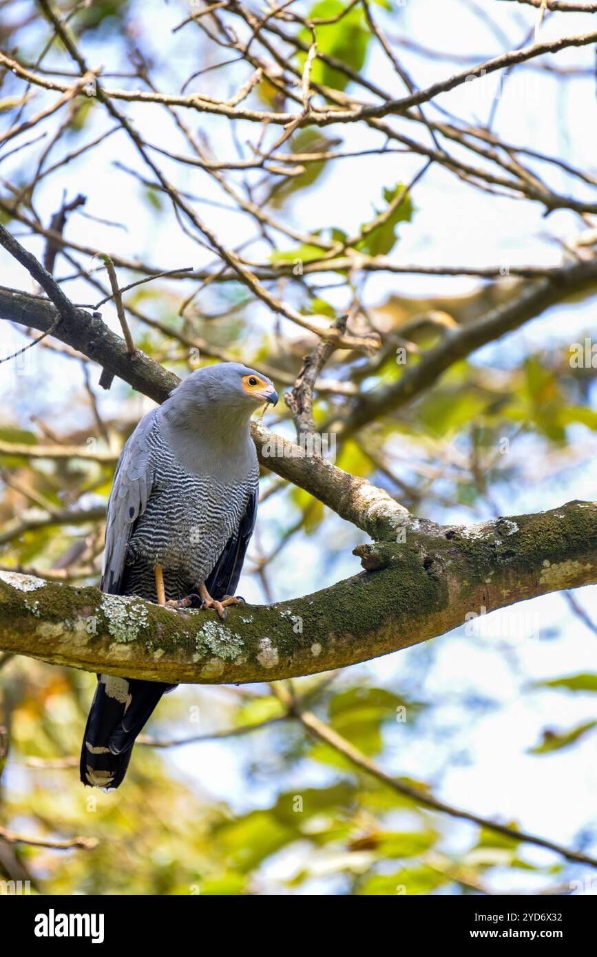 African Harrier Hawk (Polyboroides typus) ai giardini botanici di Entebbe in Uganda Foto Stock