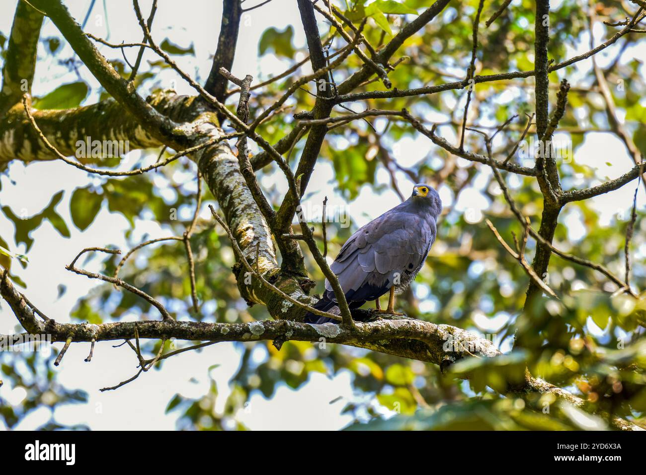 African Harrier Hawk (Polyboroides typus) ai giardini botanici di Entebbe in Uganda Foto Stock