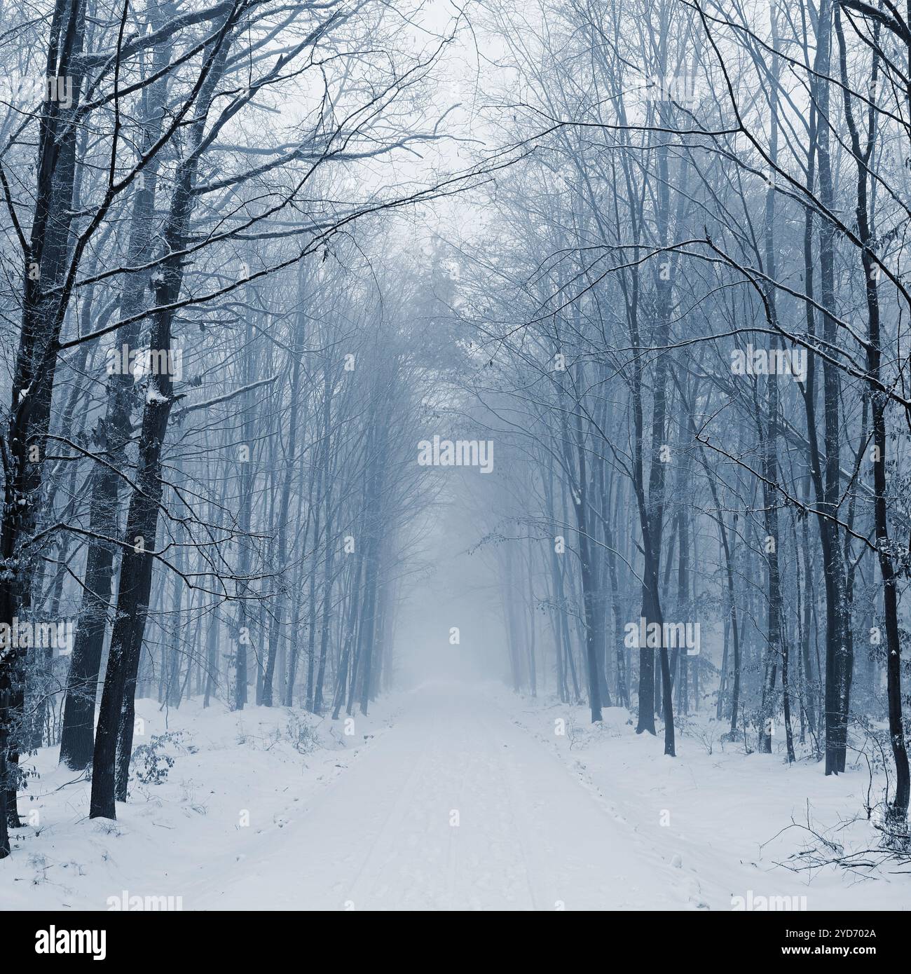 Strada innevata con alberi. Guida pericolosa nella neve in inverno. Concetto per traffico e maltempo. Foto Stock