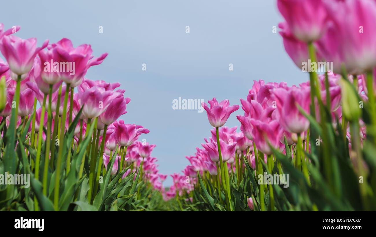 Una vista mozzafiato di tulipani rosa vibranti che ondeggiano in una leggera brezza, sullo sfondo di un cielo azzurro limpido in un campo i. Foto Stock