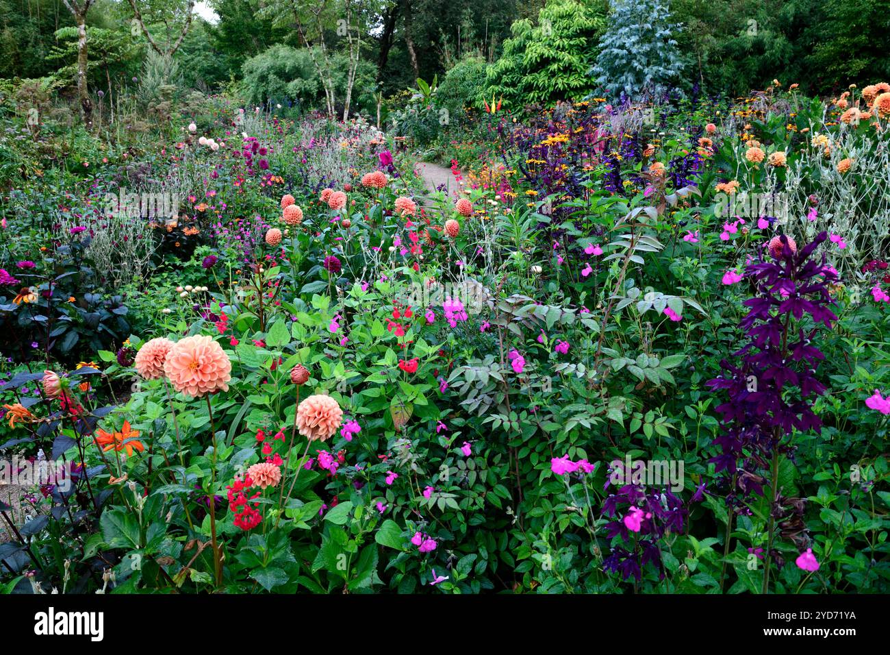 Dahlia Cornel Brons,Dahlia Burlesca,Heliposis Bleeding Hearts,Lychnis Hill Grounds,Kniphofia,Gladiolus Sugar Plum,lobelia speciosa hadspen viola,salv Foto Stock