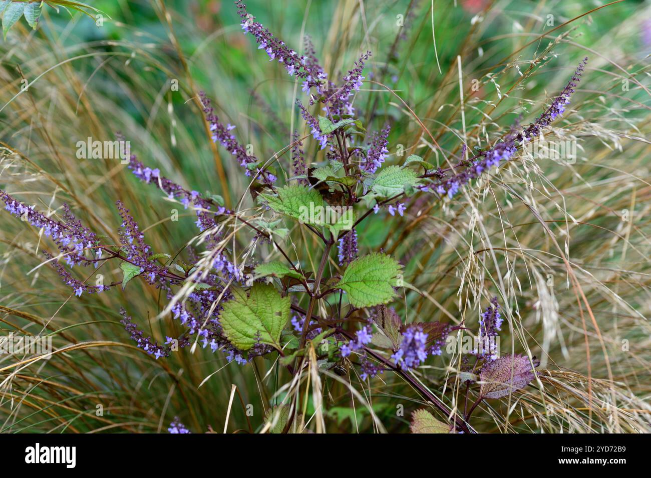 Isodon excisus,Plectranthus excisus,specie resistente,fogliame distintivo,punte di piccoli fiori lillici,foglie,fogliame,piante simili a ortica,Isodo foglia coda Foto Stock