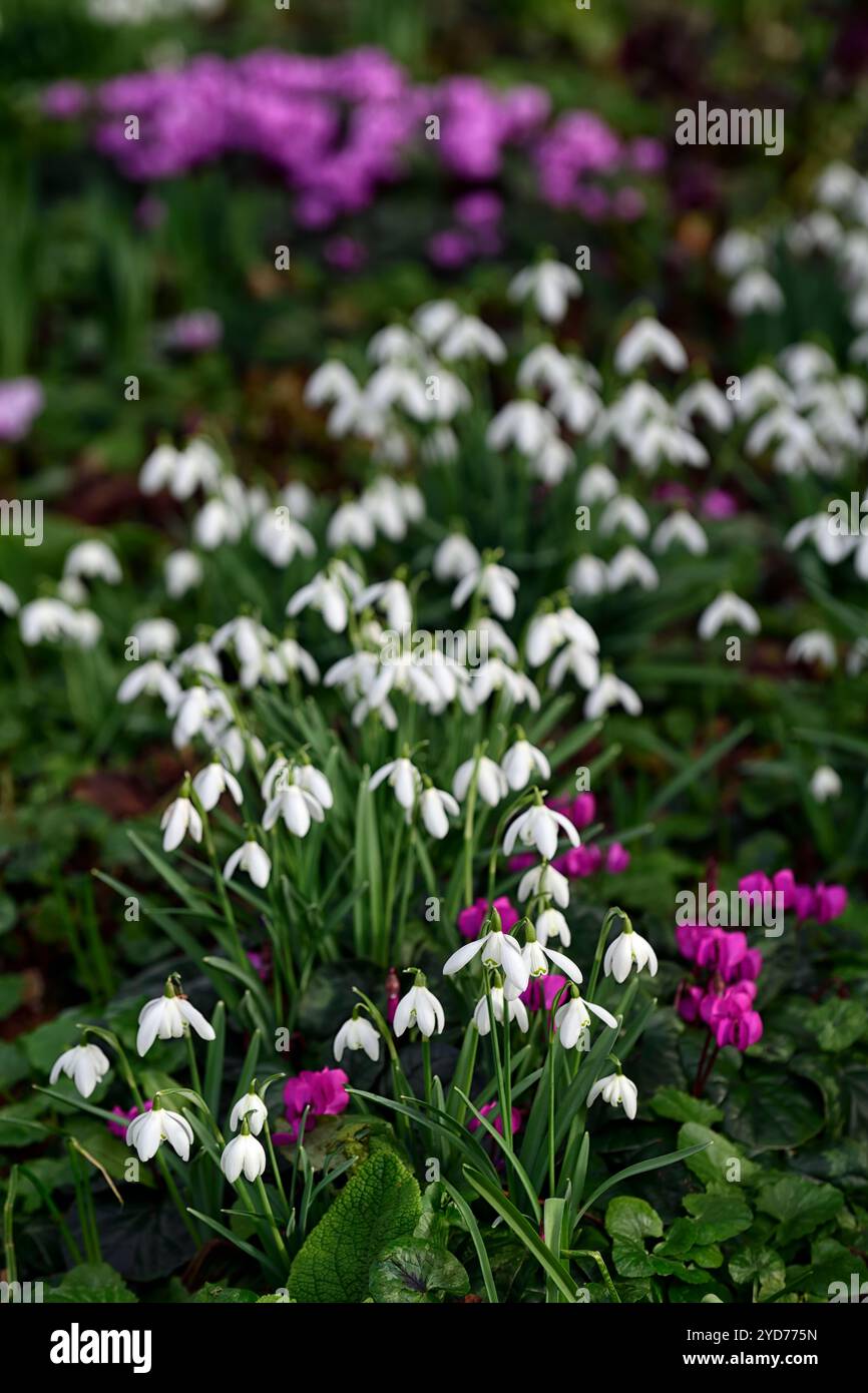 Galanthus nivalis, Cum ciclamino, galanthus e ciclamino, snowdrop e ciclamen, snowdrop, snowdrops, Winter, closeup, ritratti di piante, segno verde fiore bianco Foto Stock