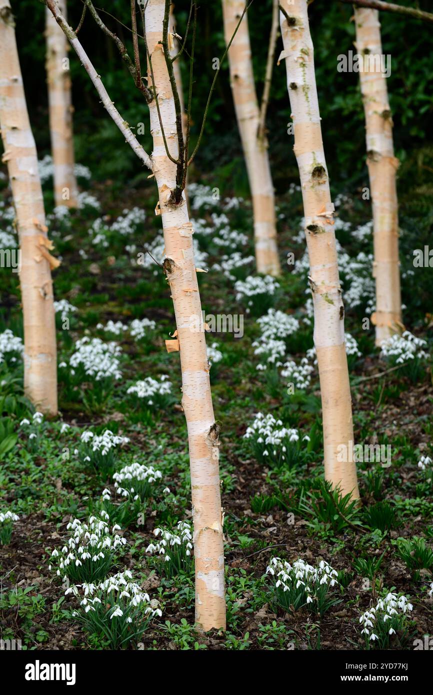 Galanthus nivalis, snowdrop, snowdrops, nevicate in un boschetto di betulle, nevicate in un giardino boschivo, inverno, primo piano, ritratti di piante, verde fiore bianco Foto Stock