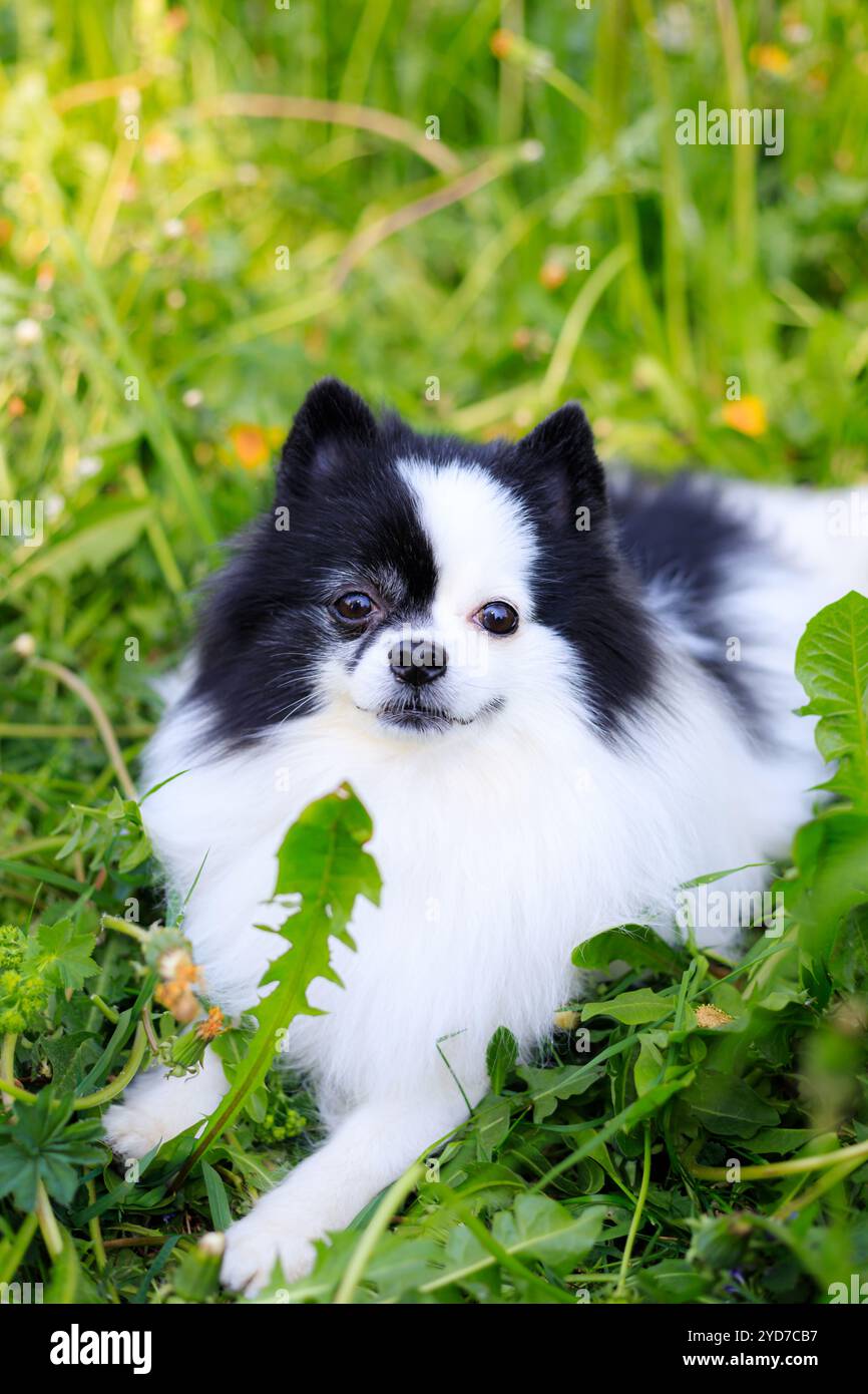 Un cane pomerano sorridente nell'erba. pomerania in bianco e nero . Un animale domestico in giro. Foto per la copertina . Foto di un animale f Foto Stock