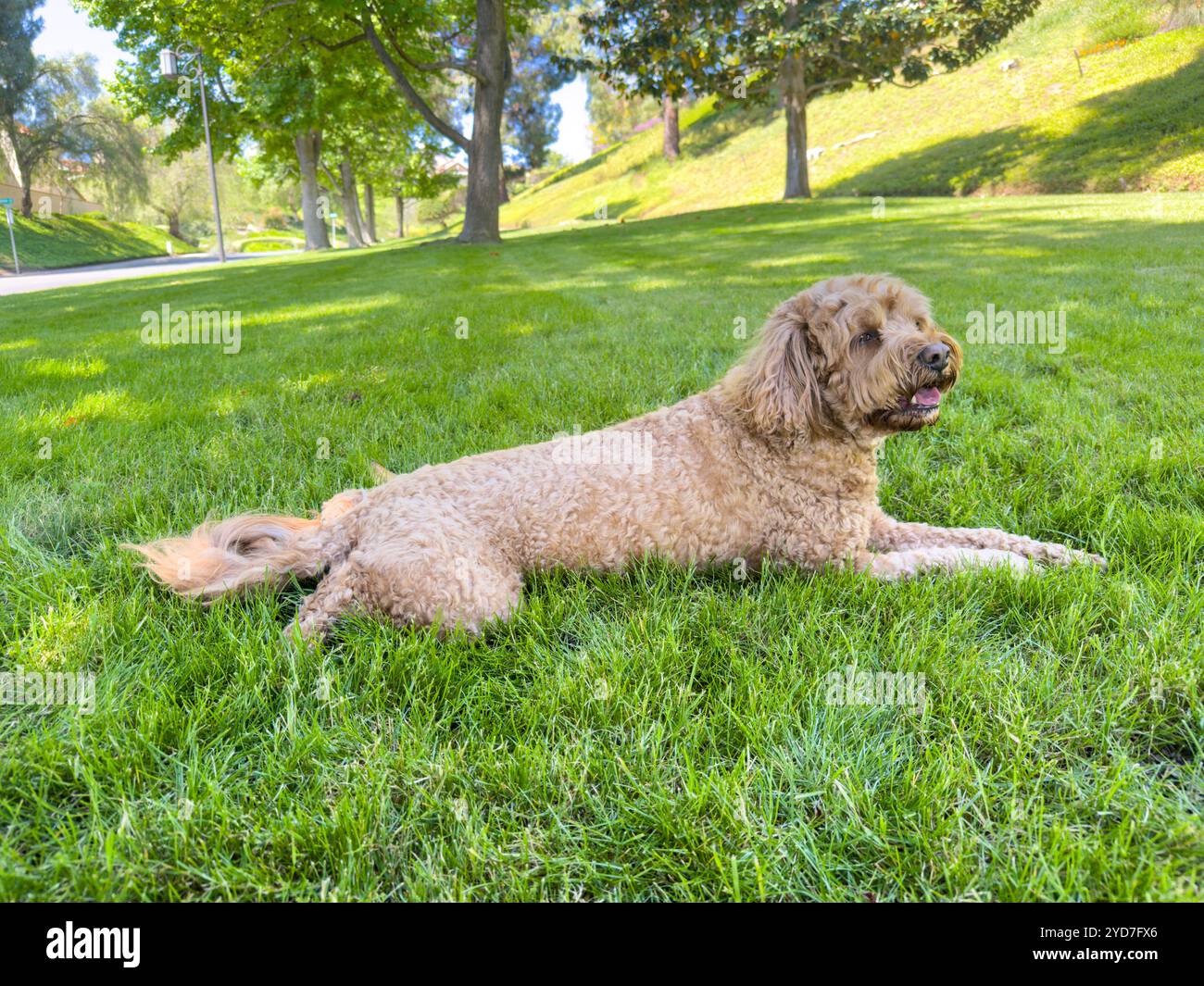 Carino Cavapoo Dog in un parco Foto Stock