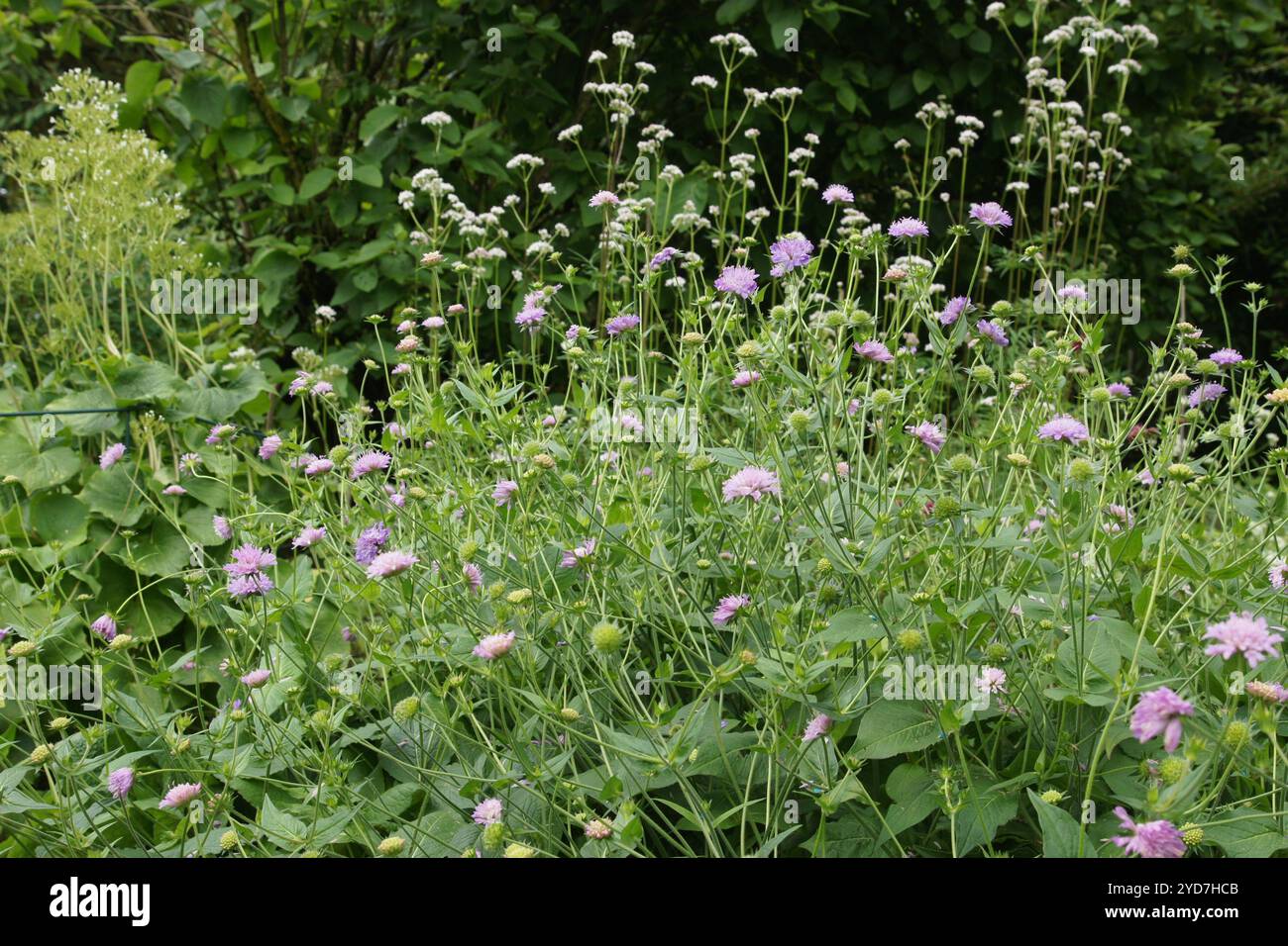 Knautia boymeia, fiore di vedova ungherese Foto Stock