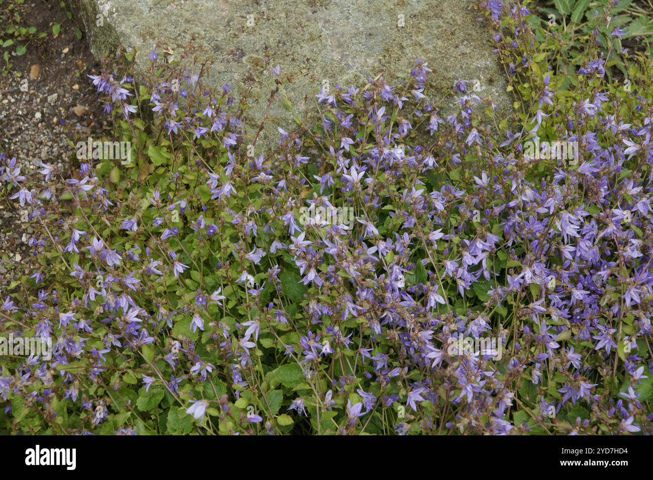 Campanula poscharskyana, campanile serbo Foto Stock