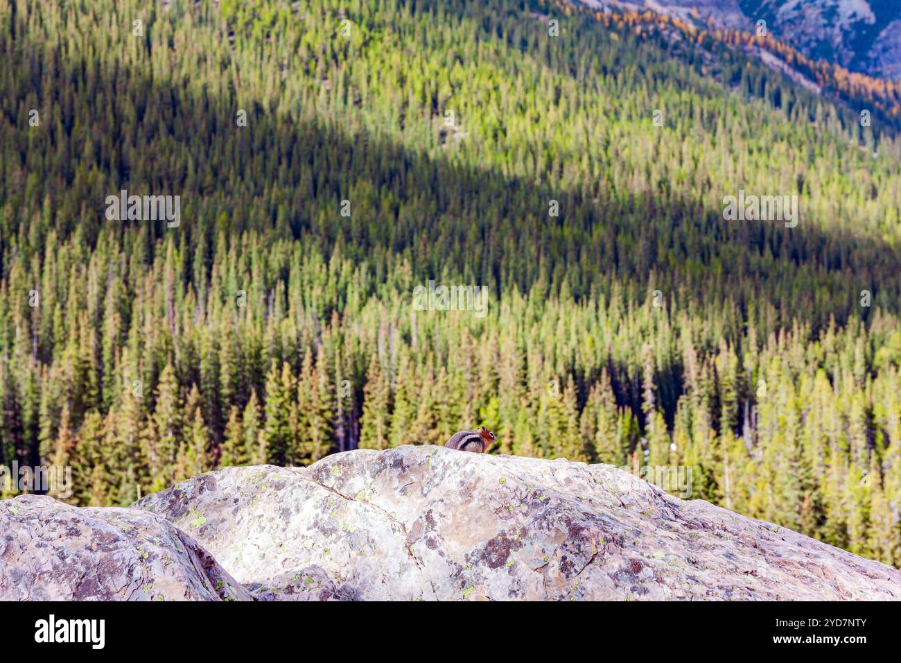 Foreste di conifere Foto Stock