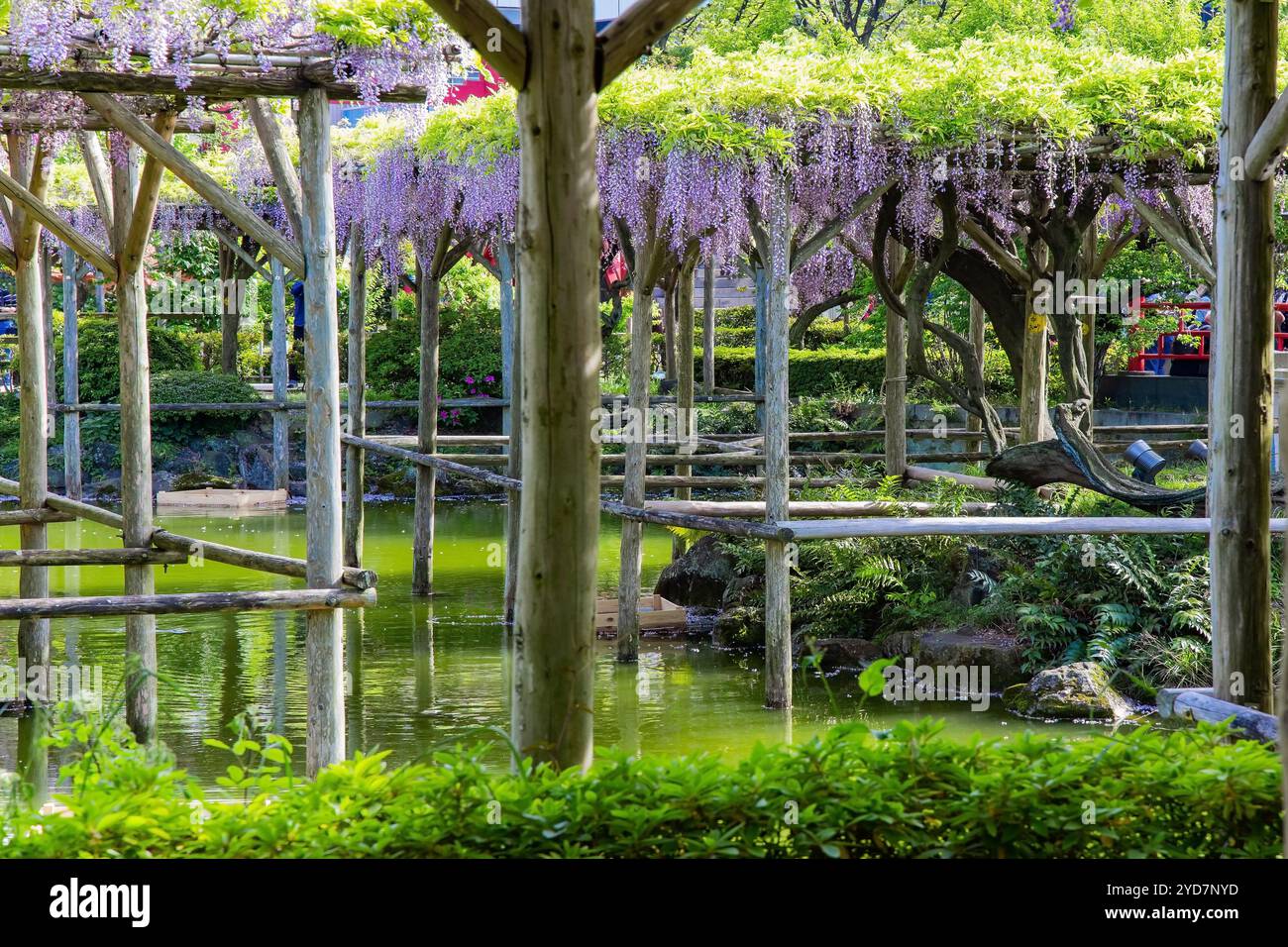 Glicine pittoresche Foto Stock